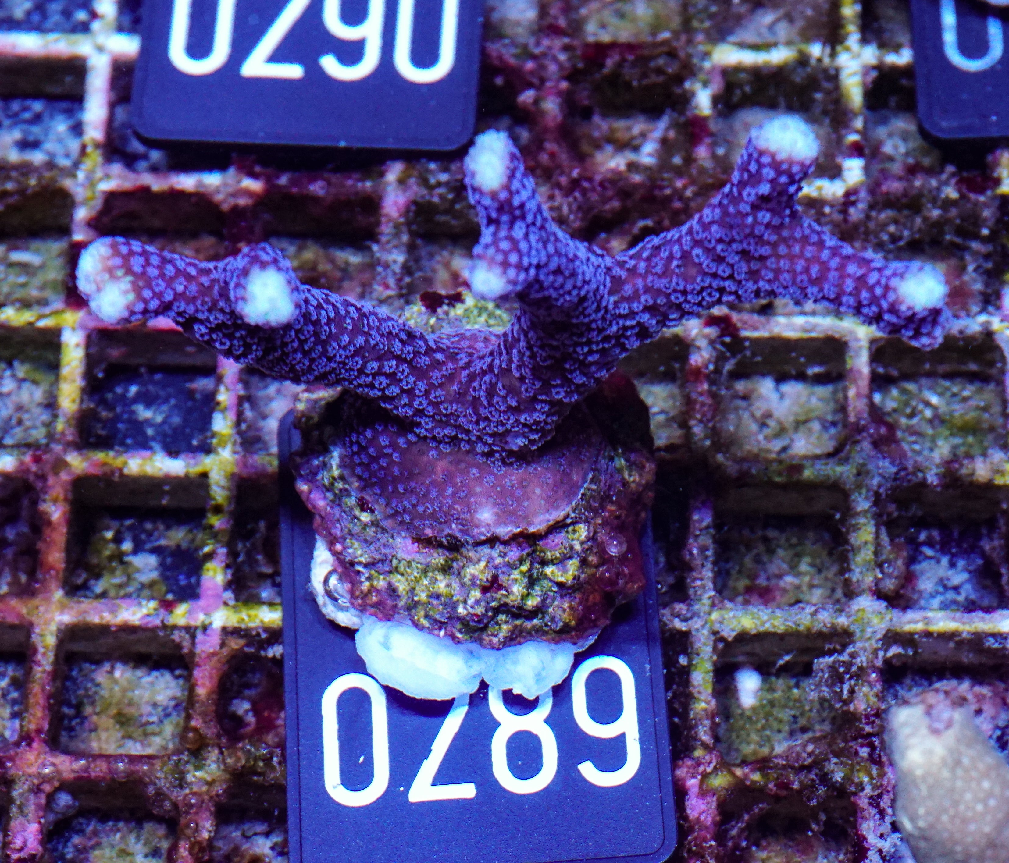 Stylophora pistillata "Milka"