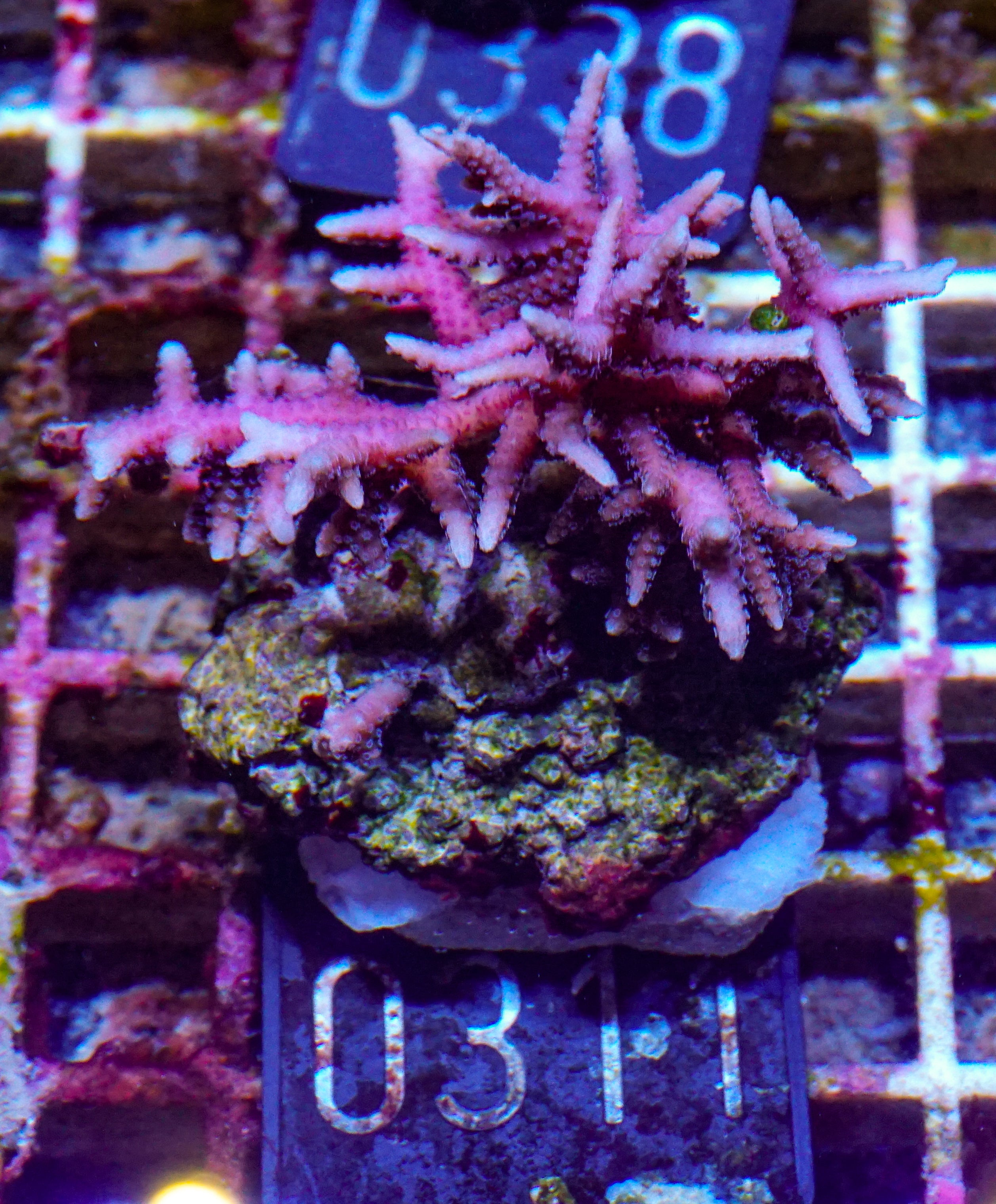 Seriatopora hystix "rot"