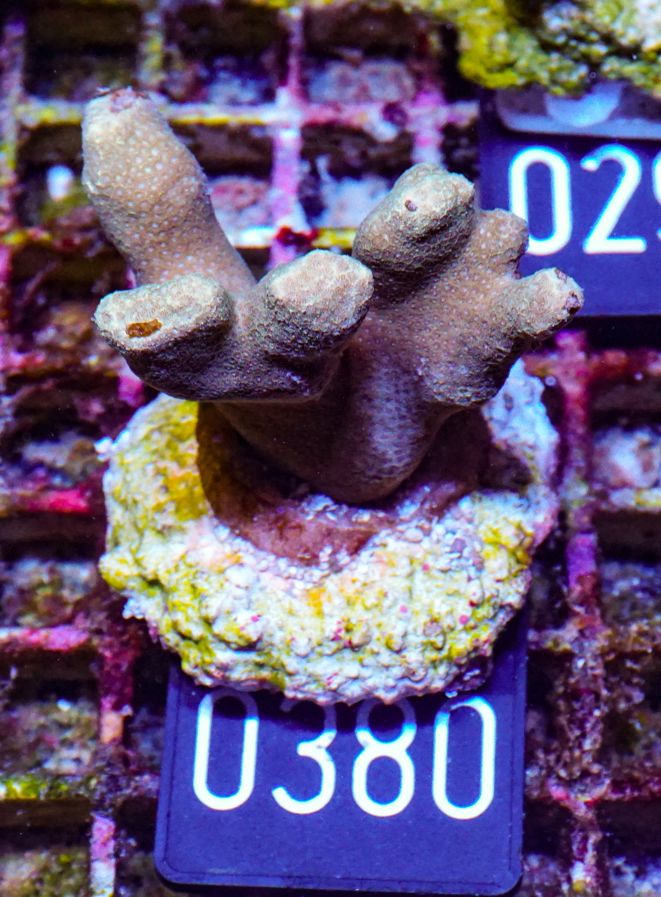 Porites lichen