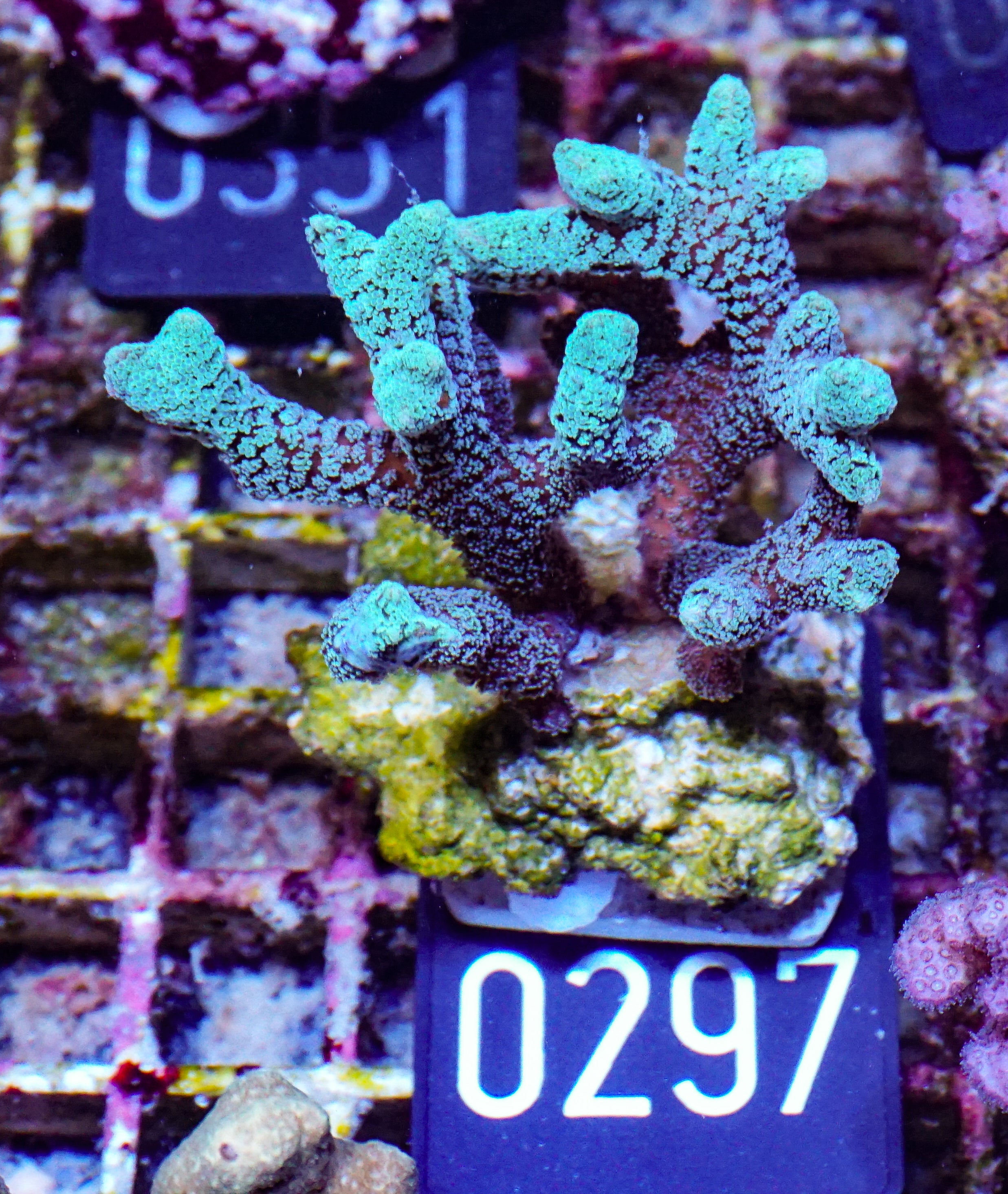 Seriatopora caliendrum "mint"