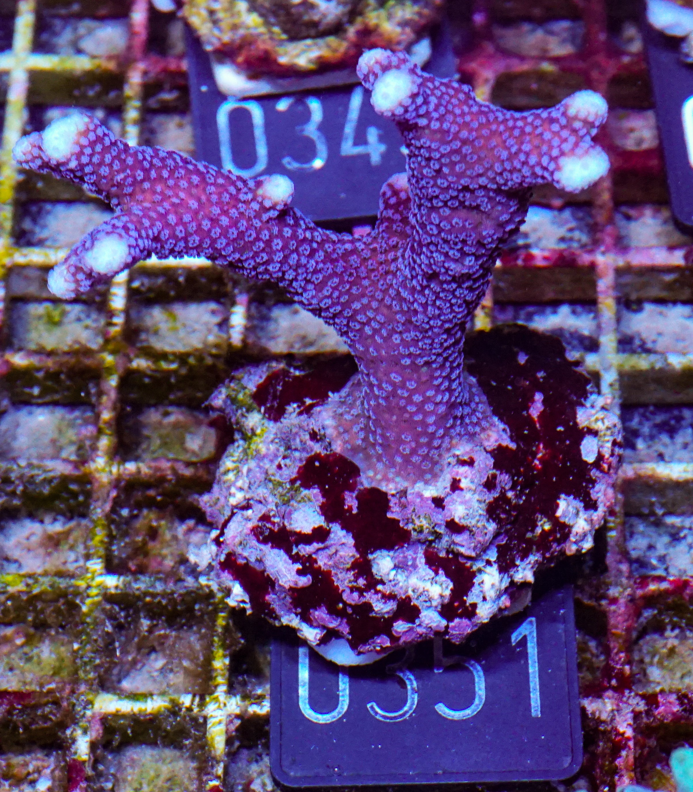 Stylophora pistillata "Milka"
