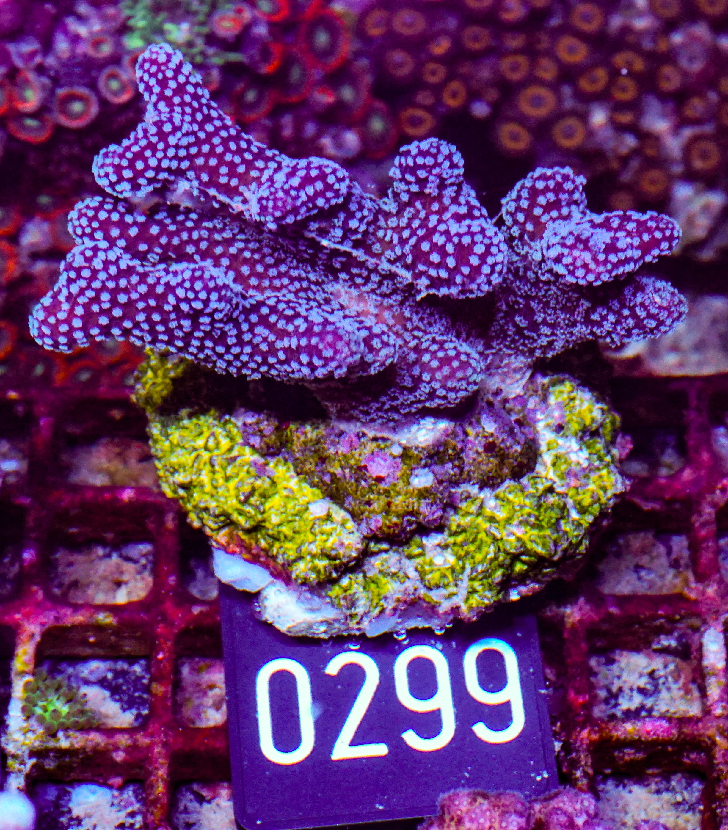 Stylophora pistillata "pink - white tips"
