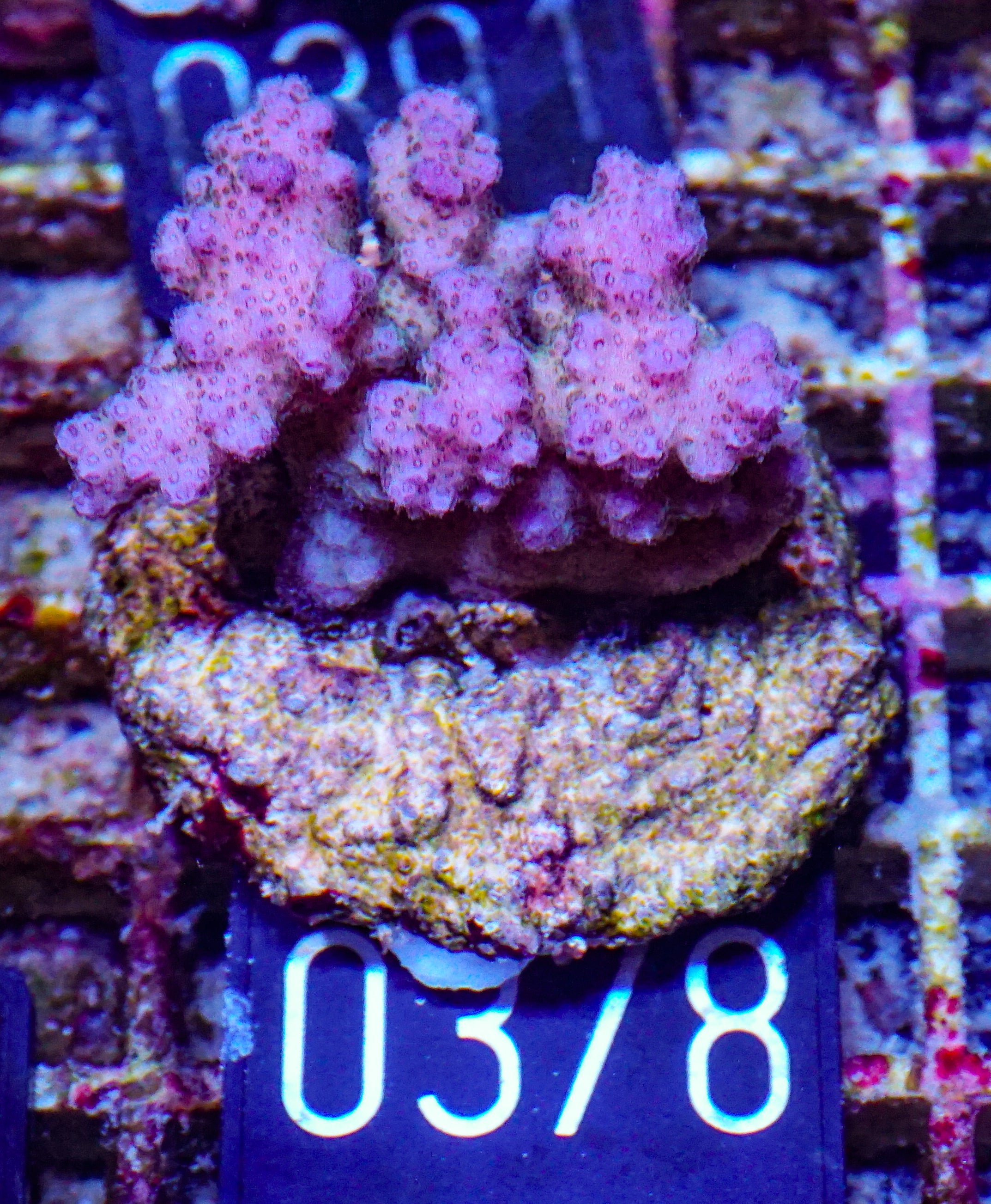 Pocillopora verrucosa "pink"