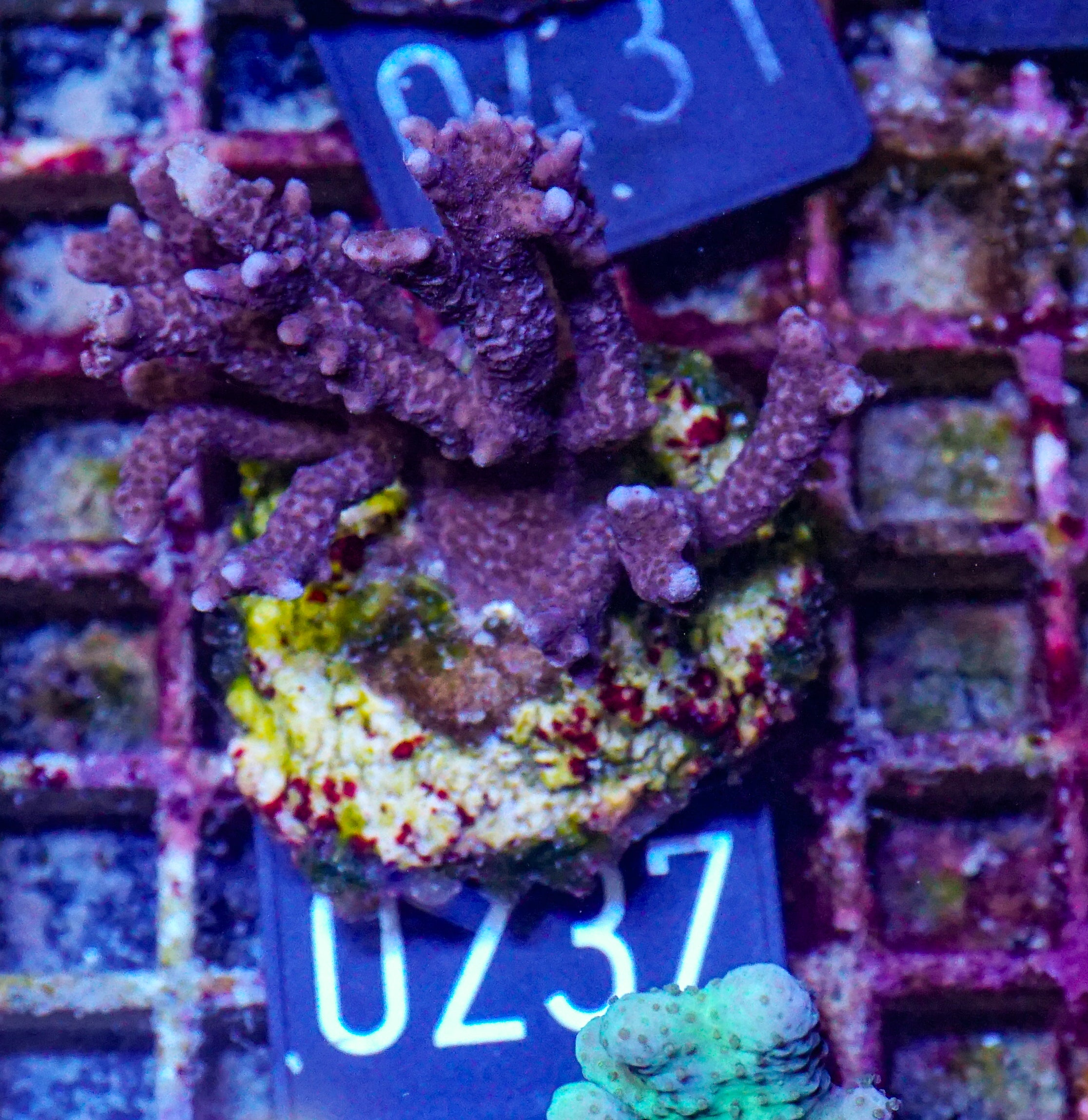 Montipora altasepta "digitata" lila