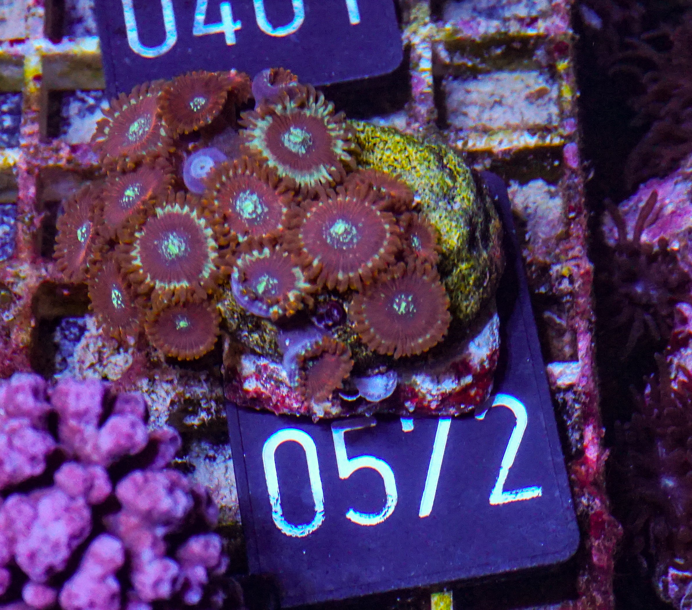 Zoanthus sp.