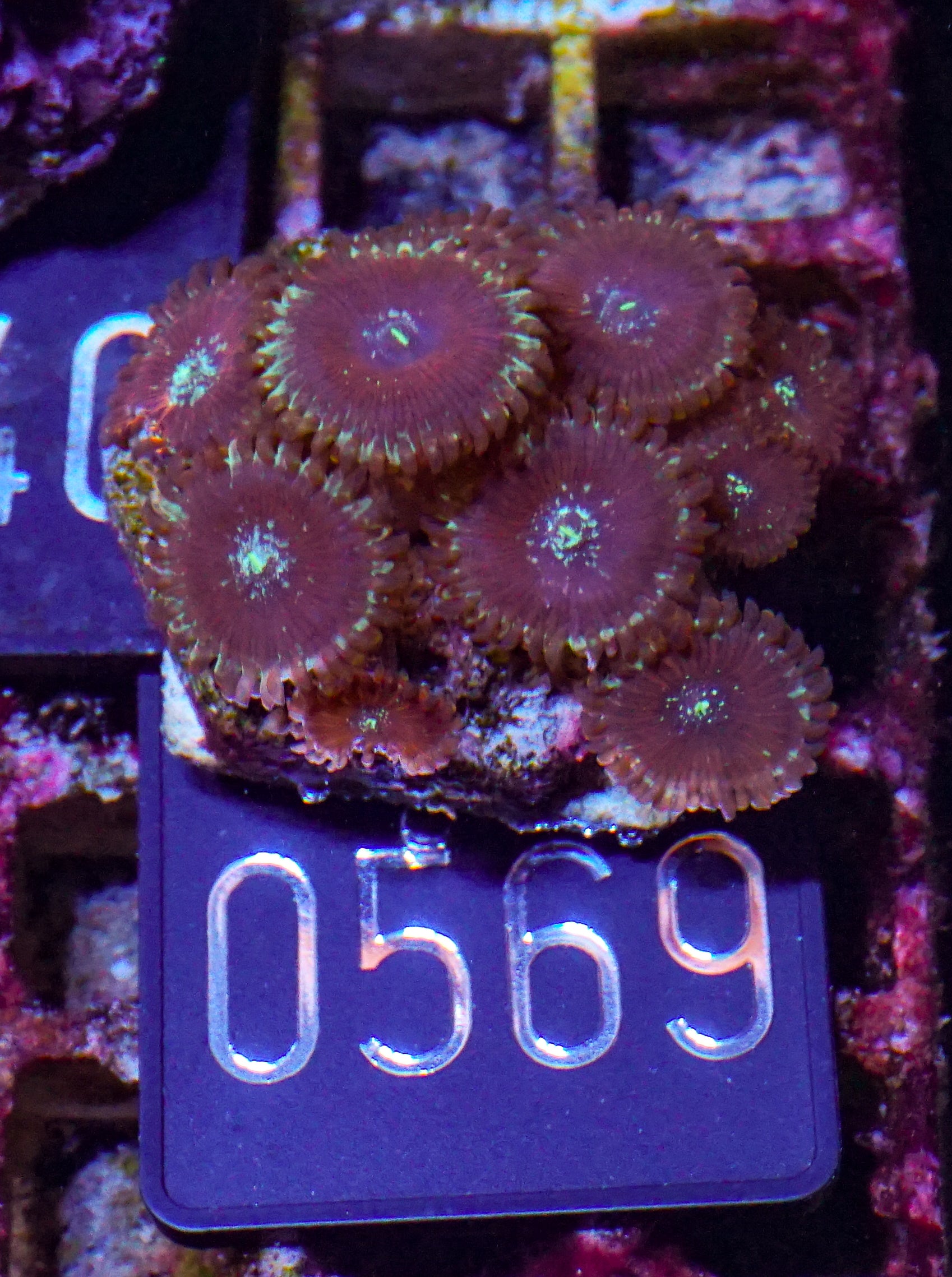Zoanthus sp.