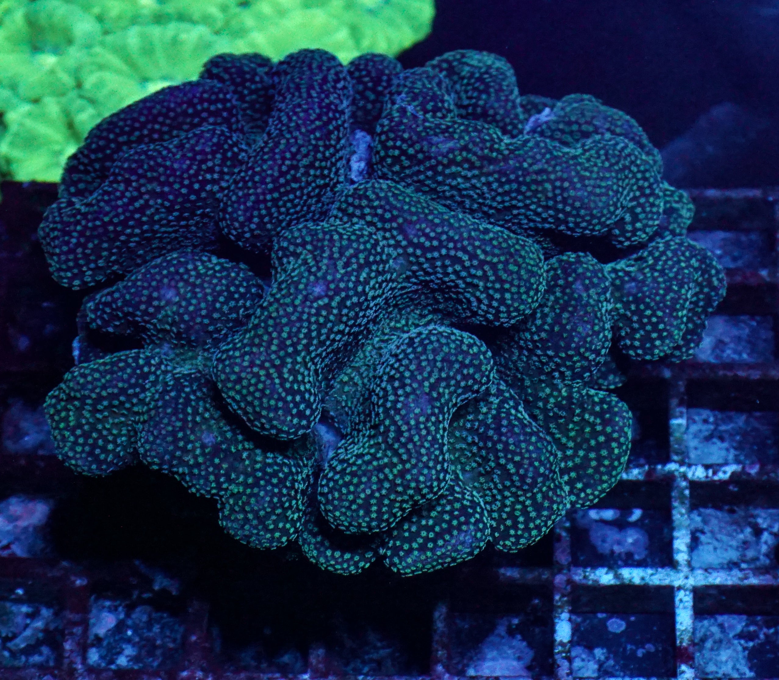 Stylophora pistillata "pink" XXL (kein Versand)