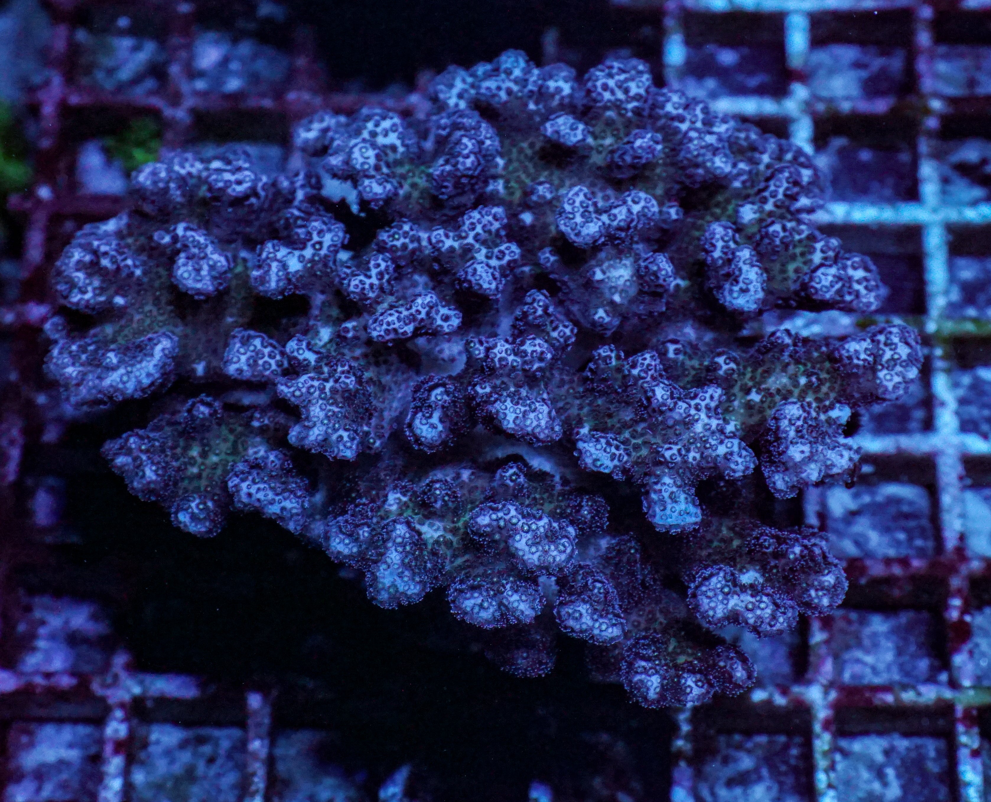 Pocillopora acuta XXL (kein Versand)