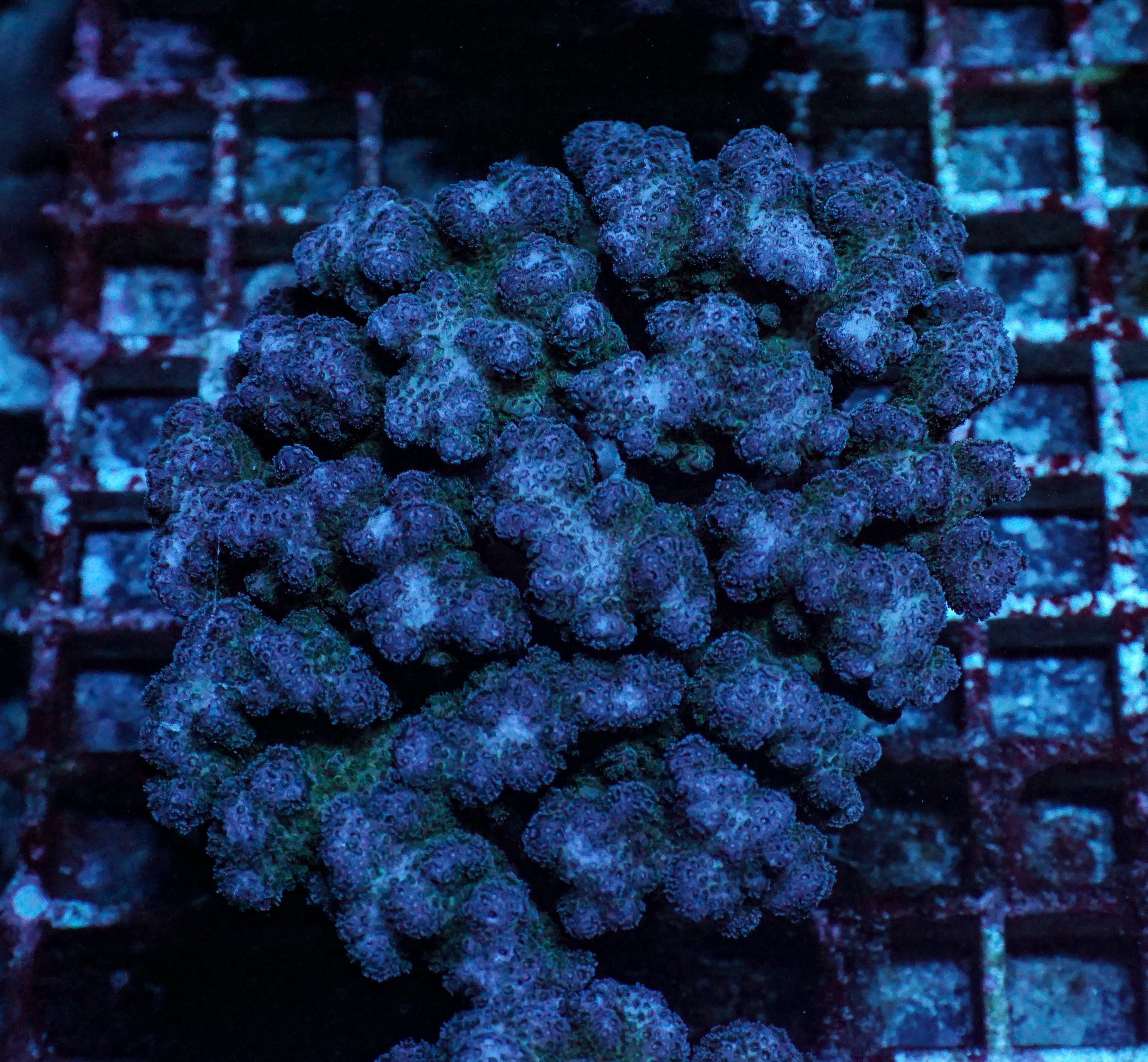 Pocillopora damicornis XXL (kein Versand)