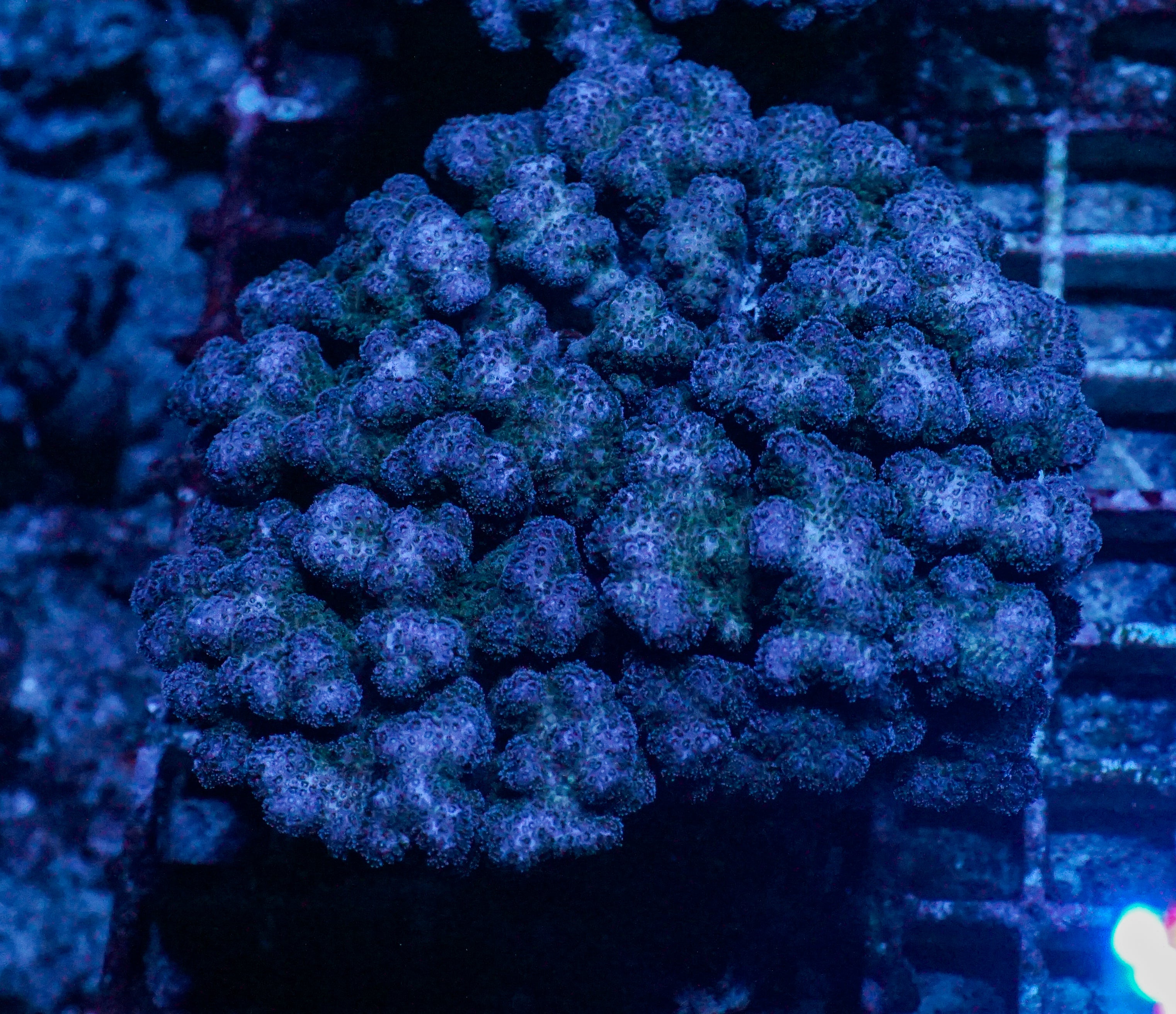 Pocillopora damicornis XXL (kein Versand)