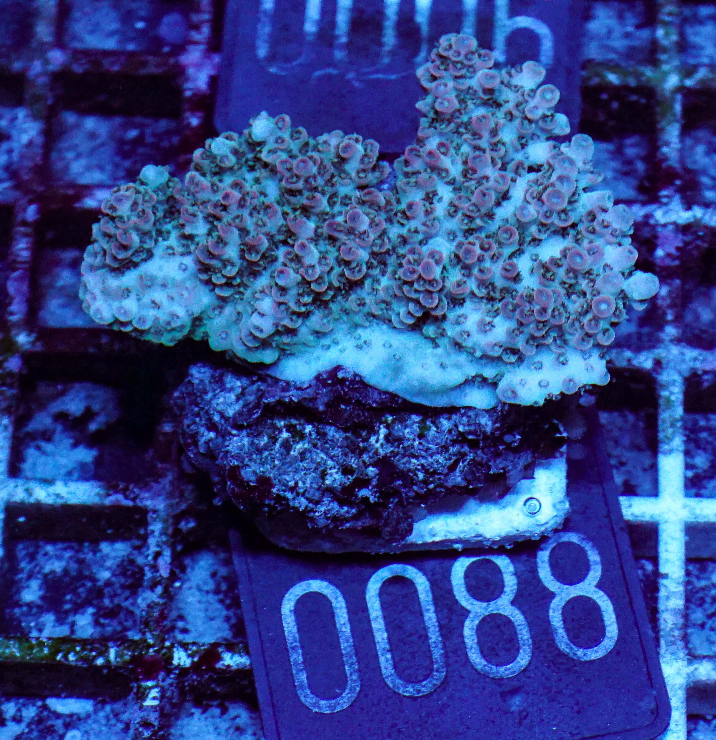 Acropora cytherea „pink tips“
