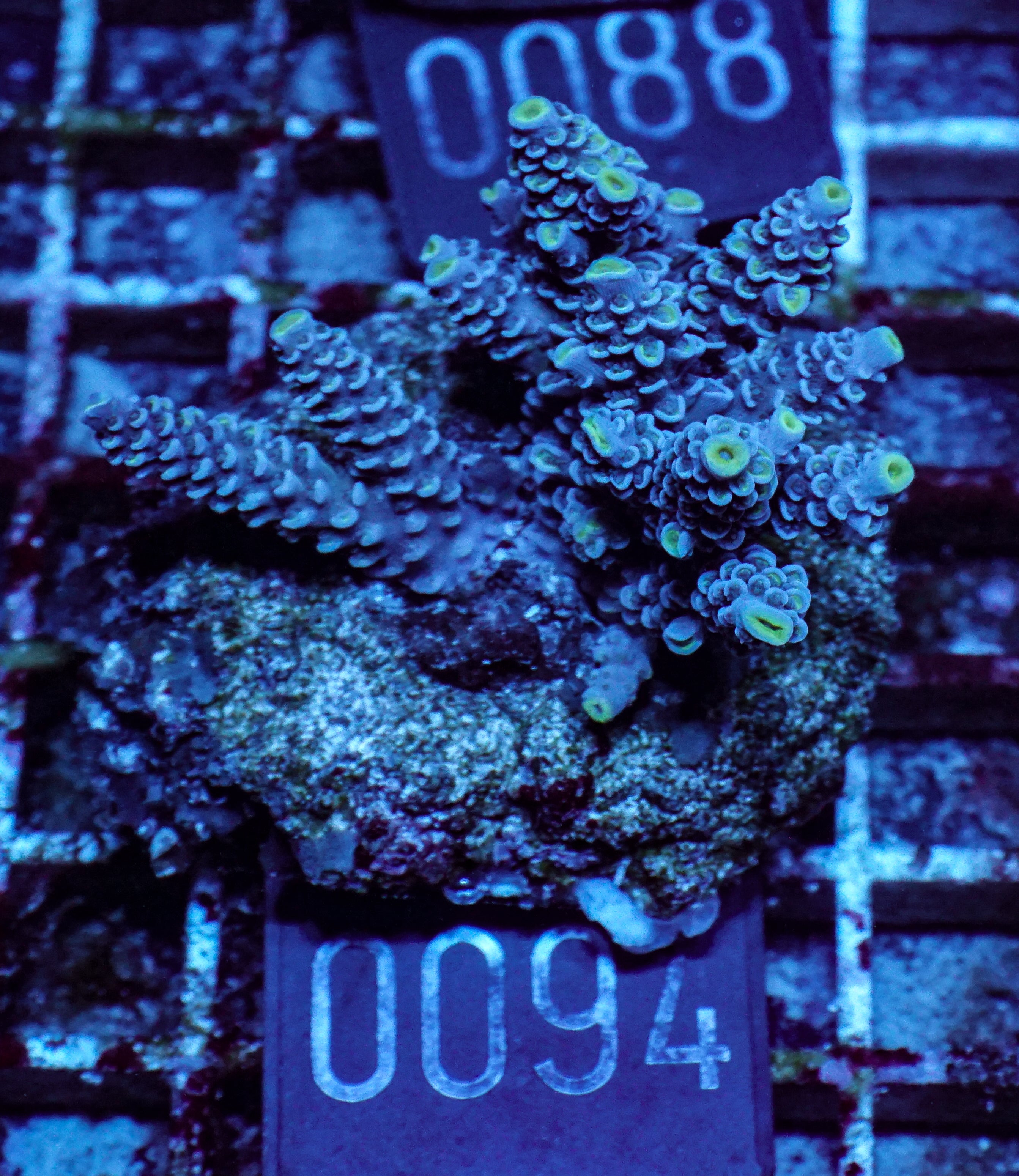 Acropora tenuis „Walt Disney art"