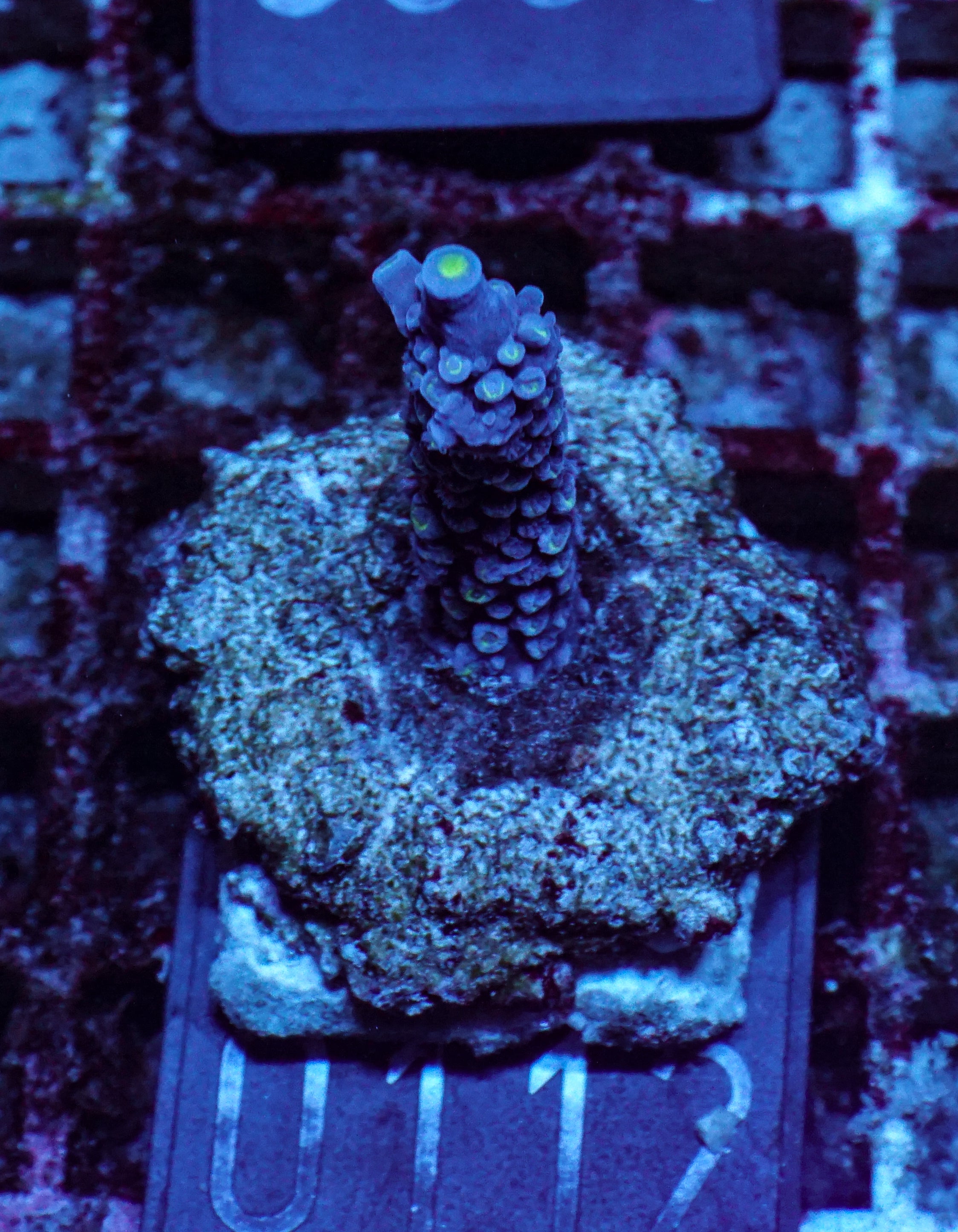Acropora hoeskmai „blue robin“