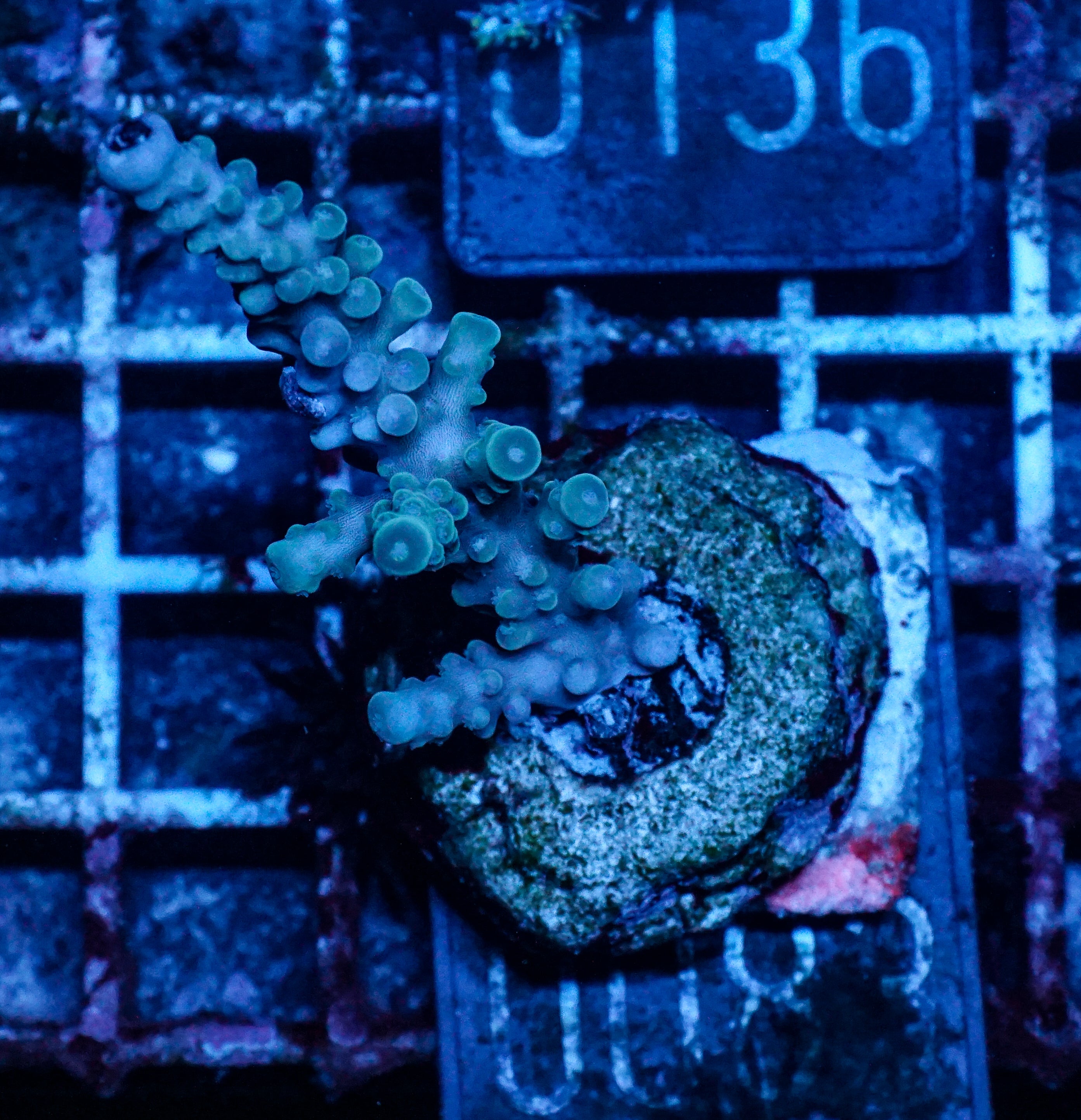 Acropora caduus "hellblau"