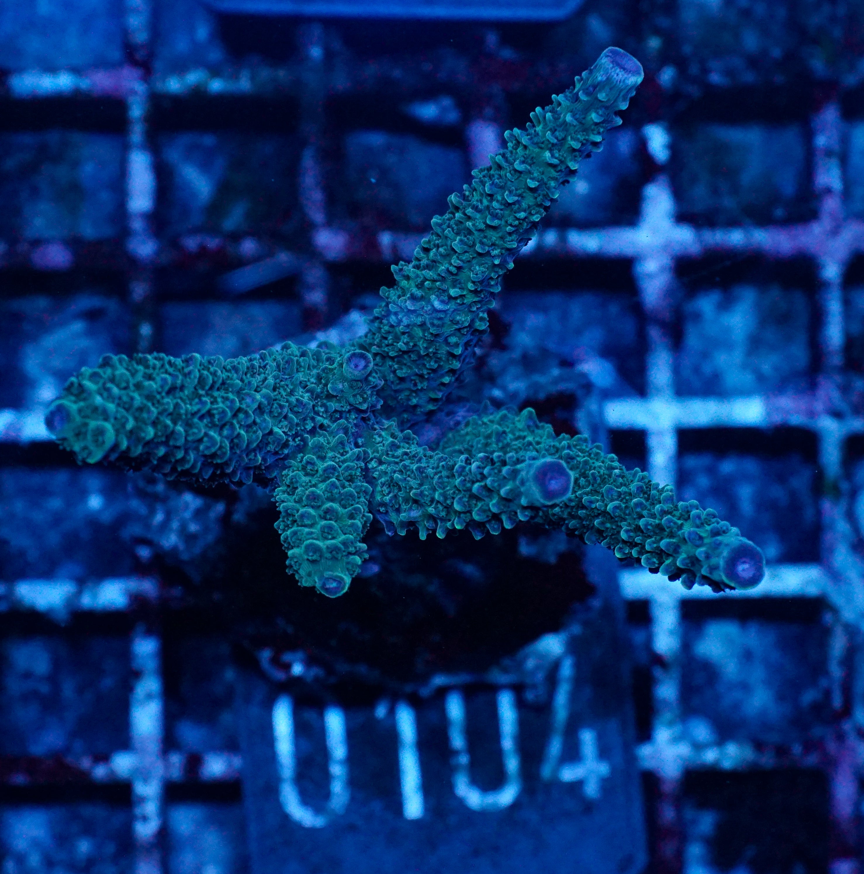 Acropora abrolhosenis „fluffy“