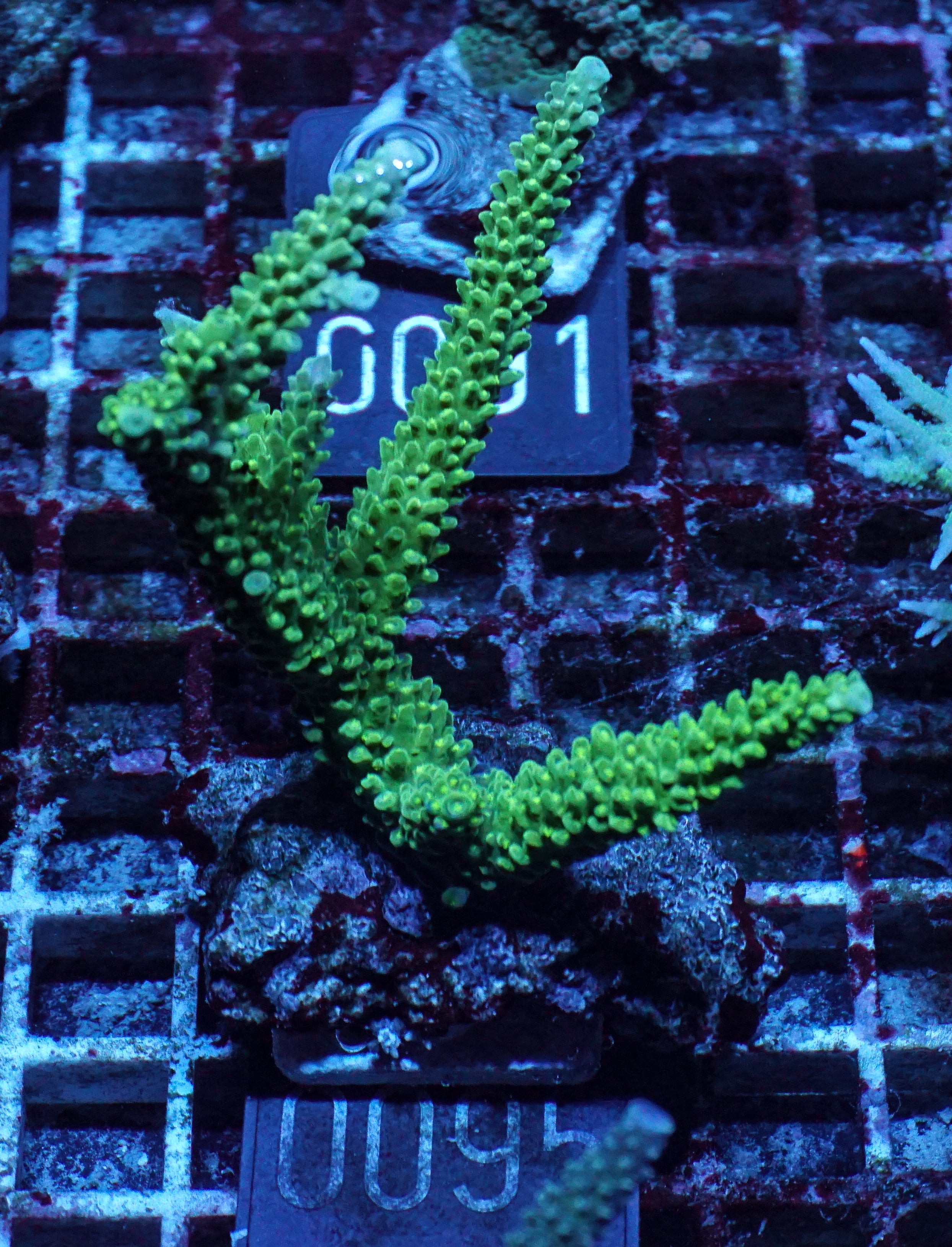 Acropora tumida "Enzmann"