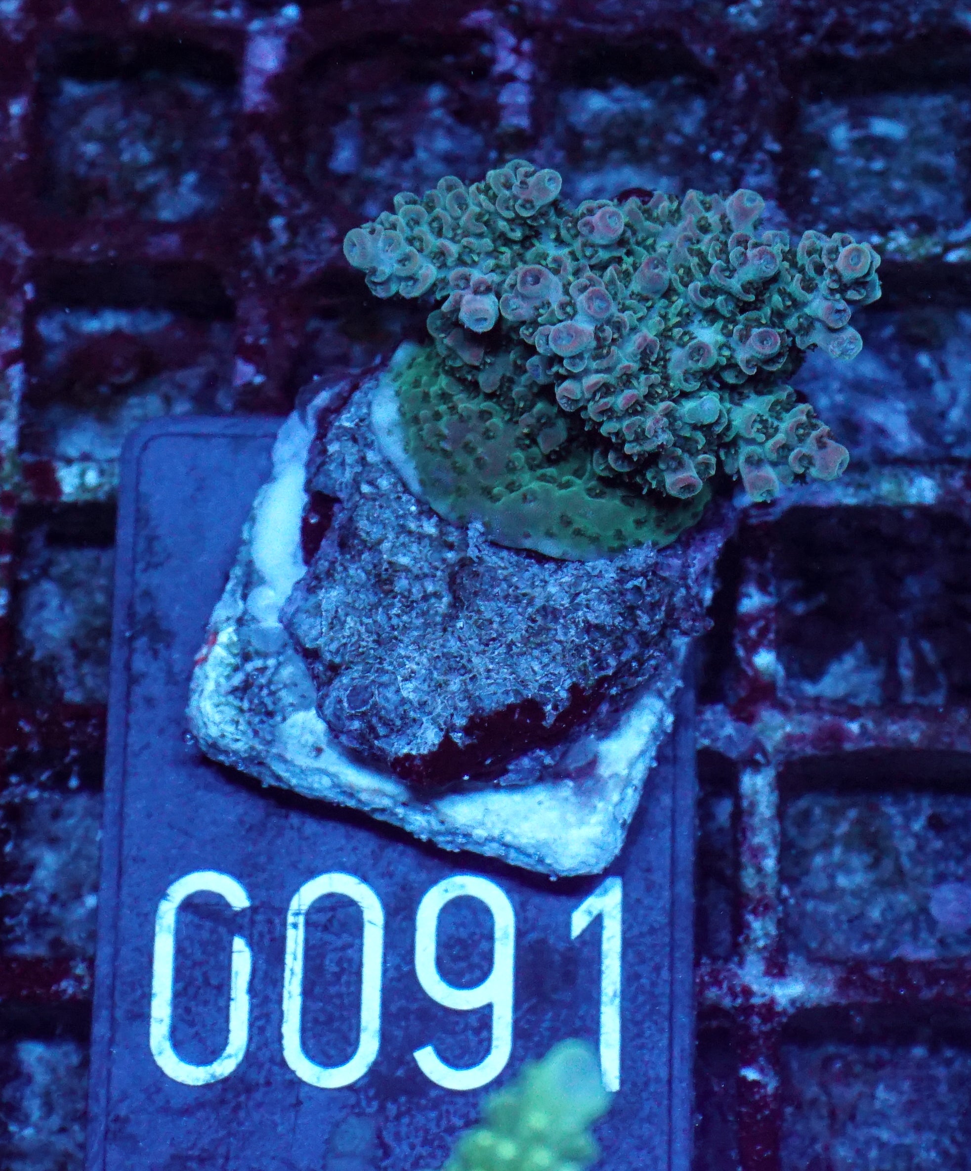 Acropora cytherea „pink tips“