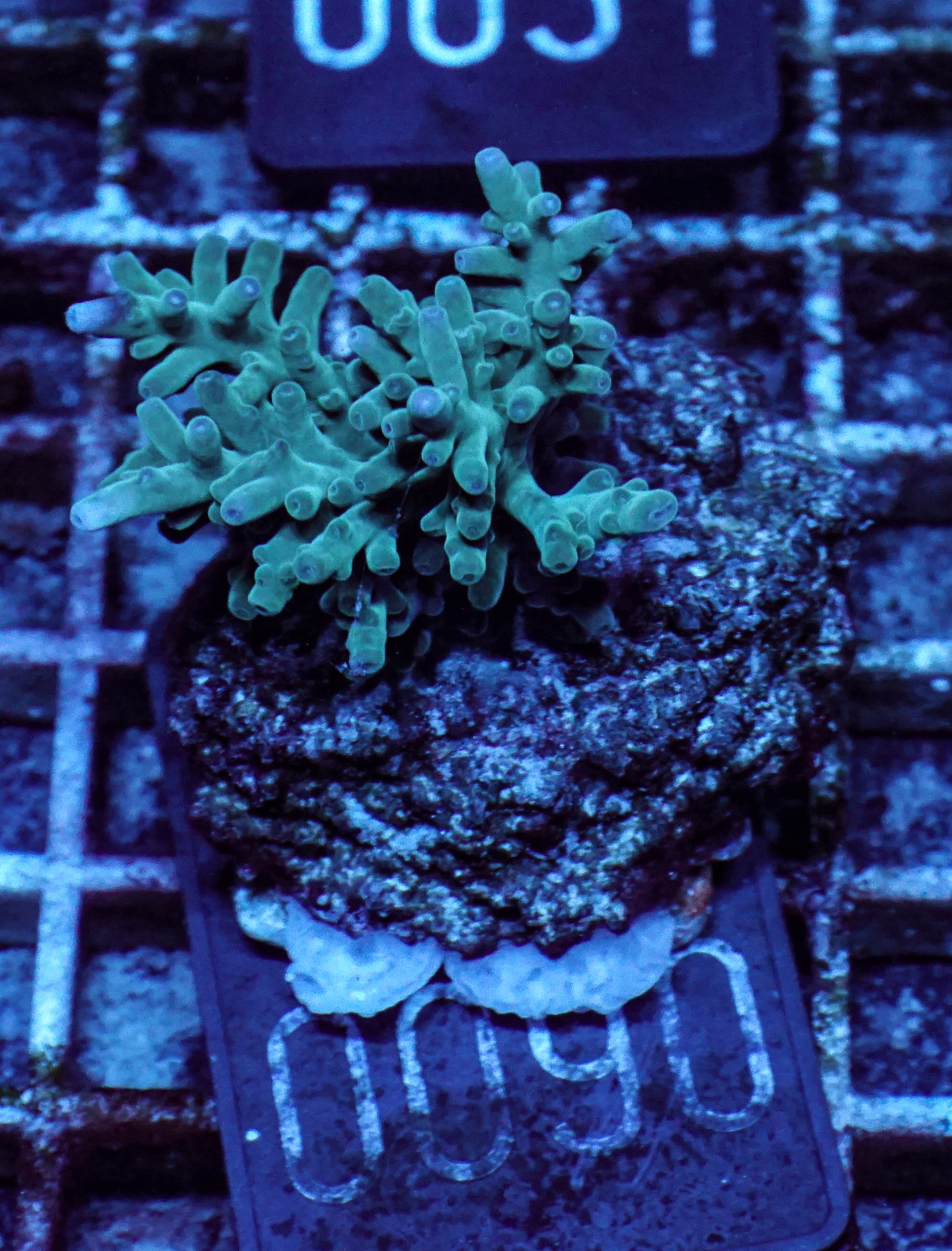 Acropora echinata