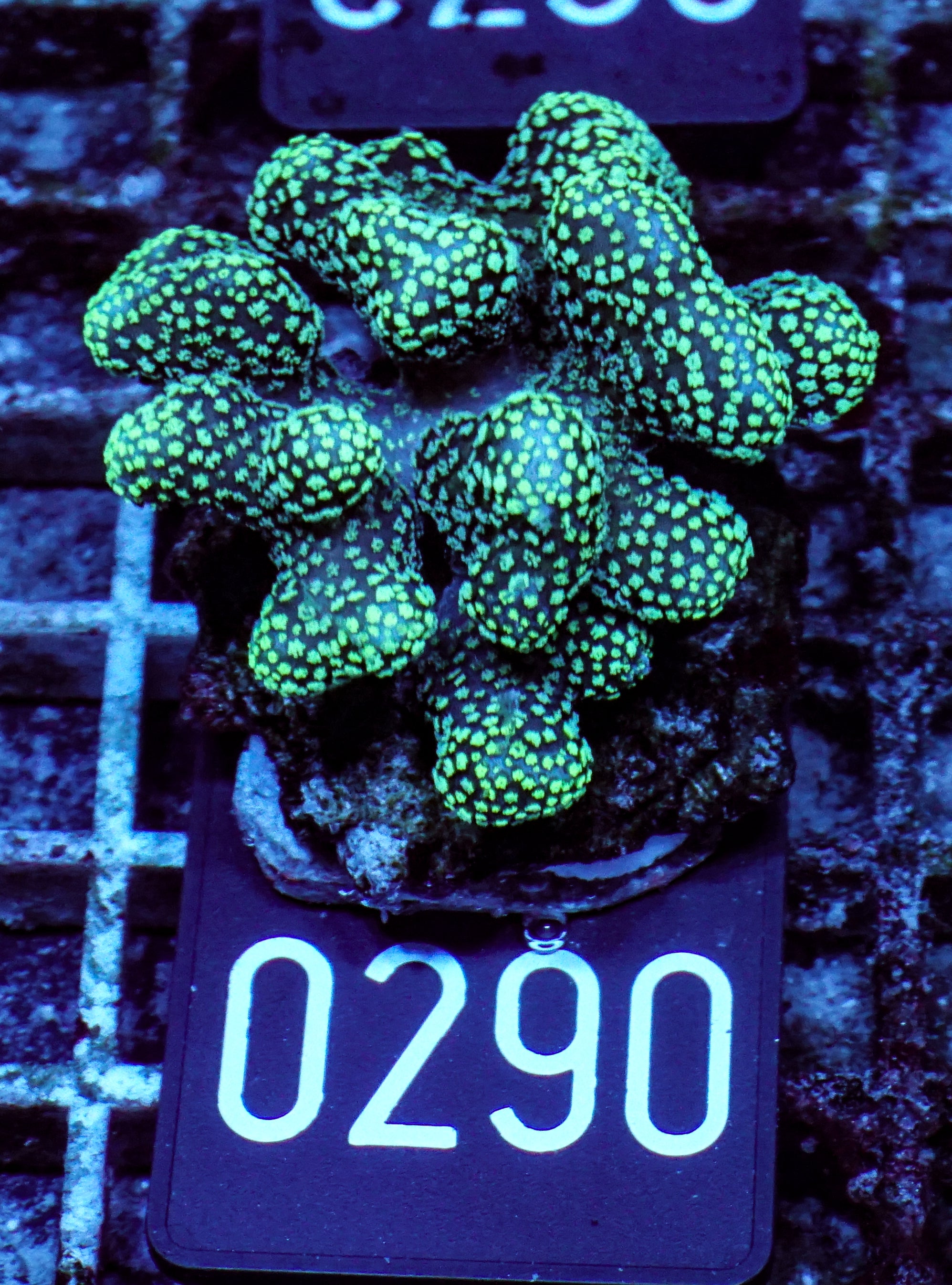 Stylophora pistillata "green"