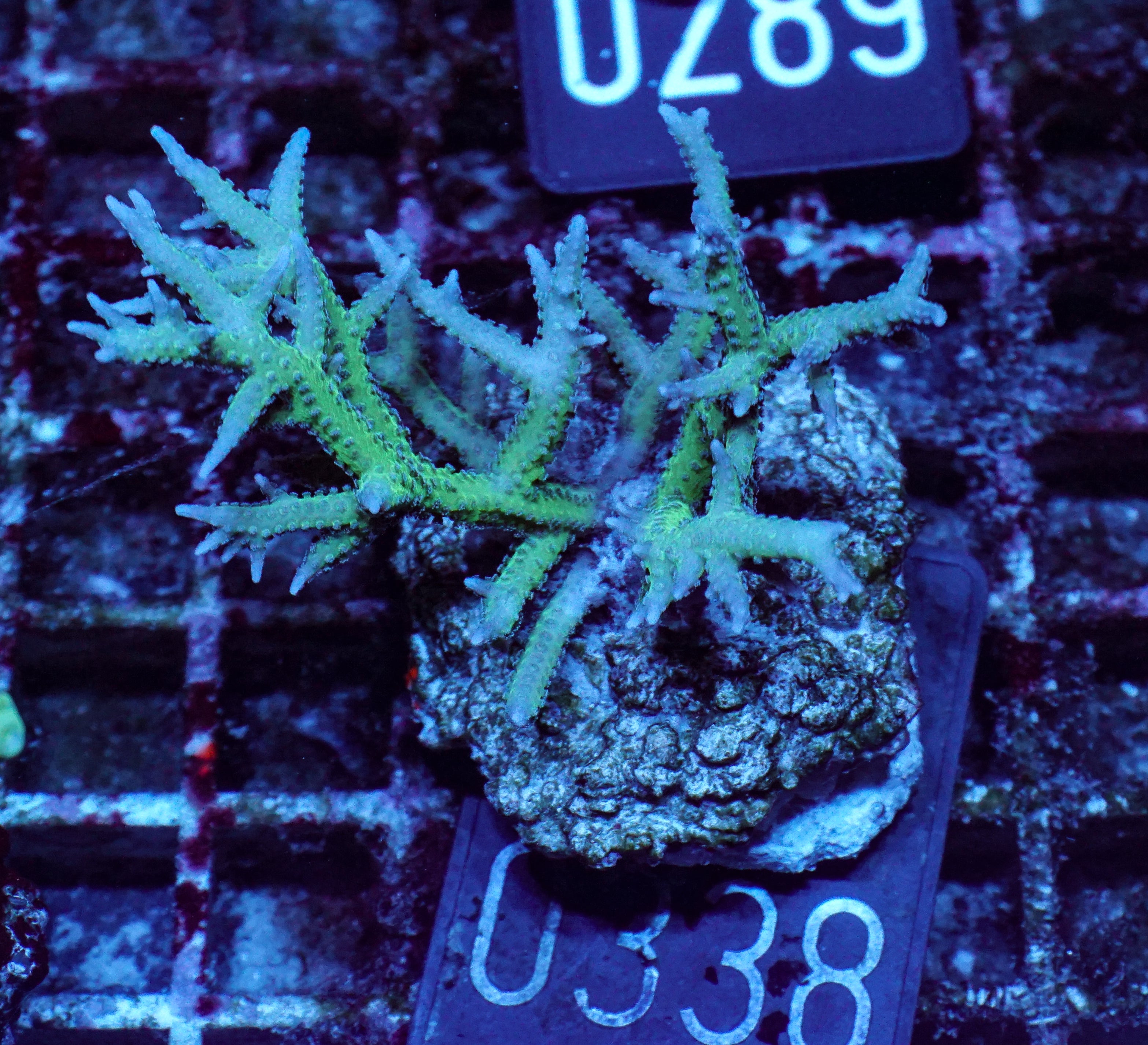 Seriatopora hystix "grün"