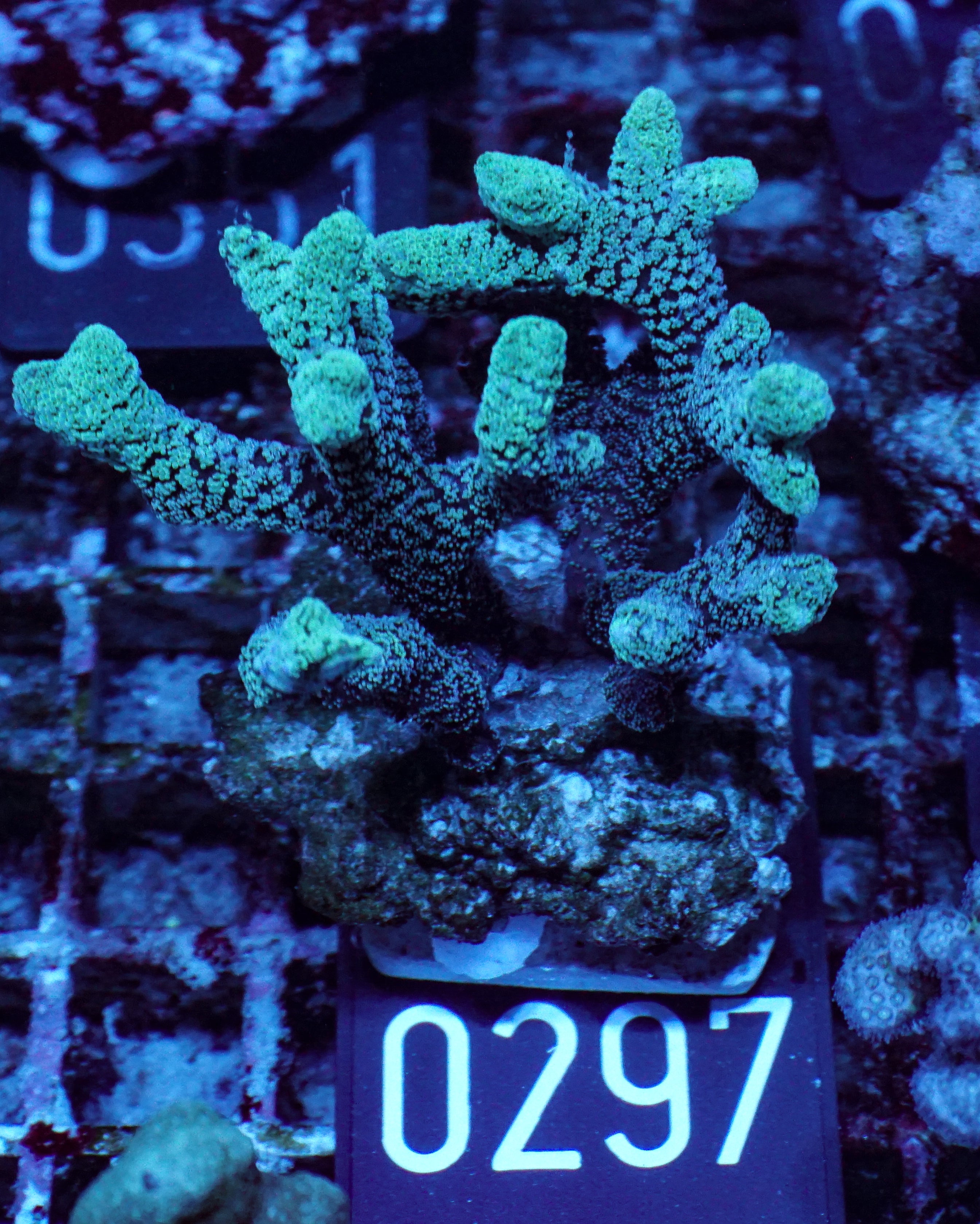 Seriatopora caliendrum "mint"