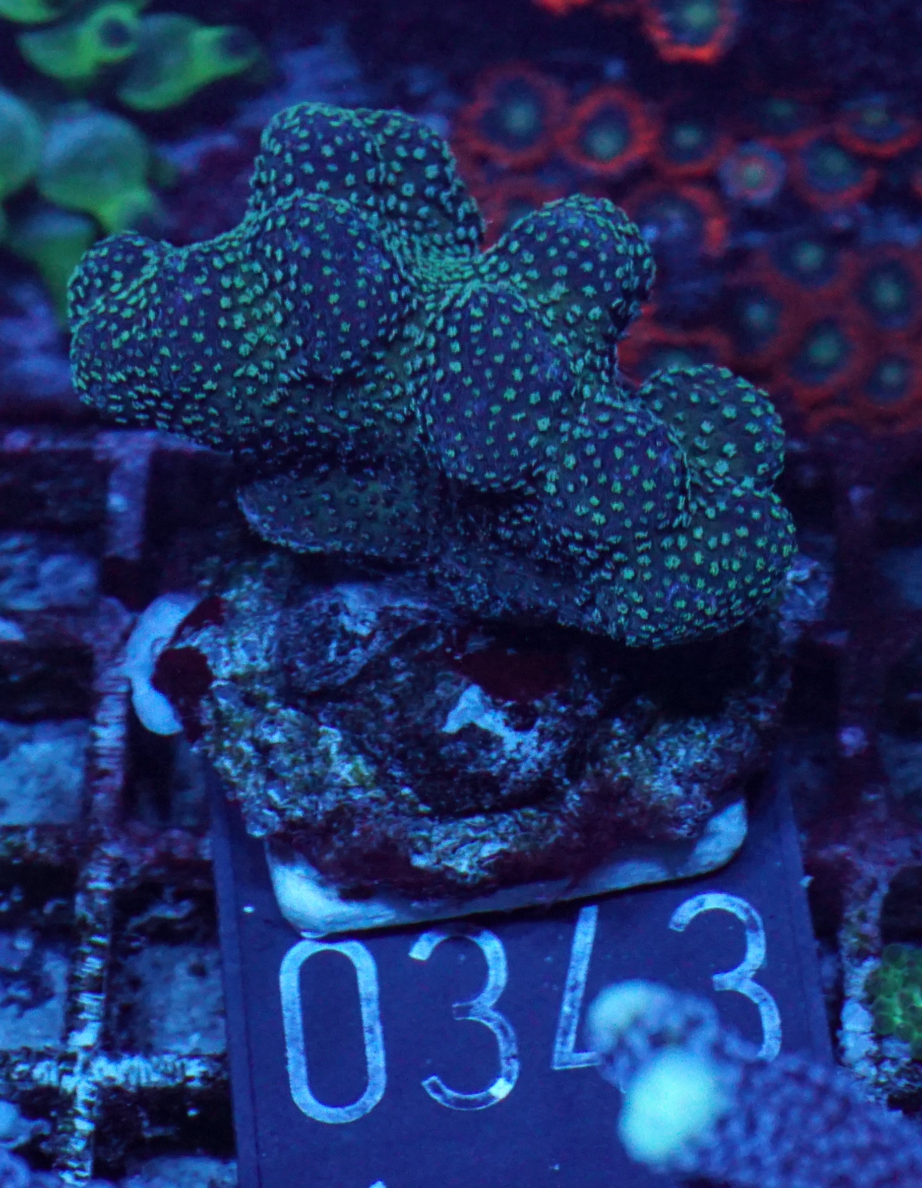 Stylophora pistillata "pink"