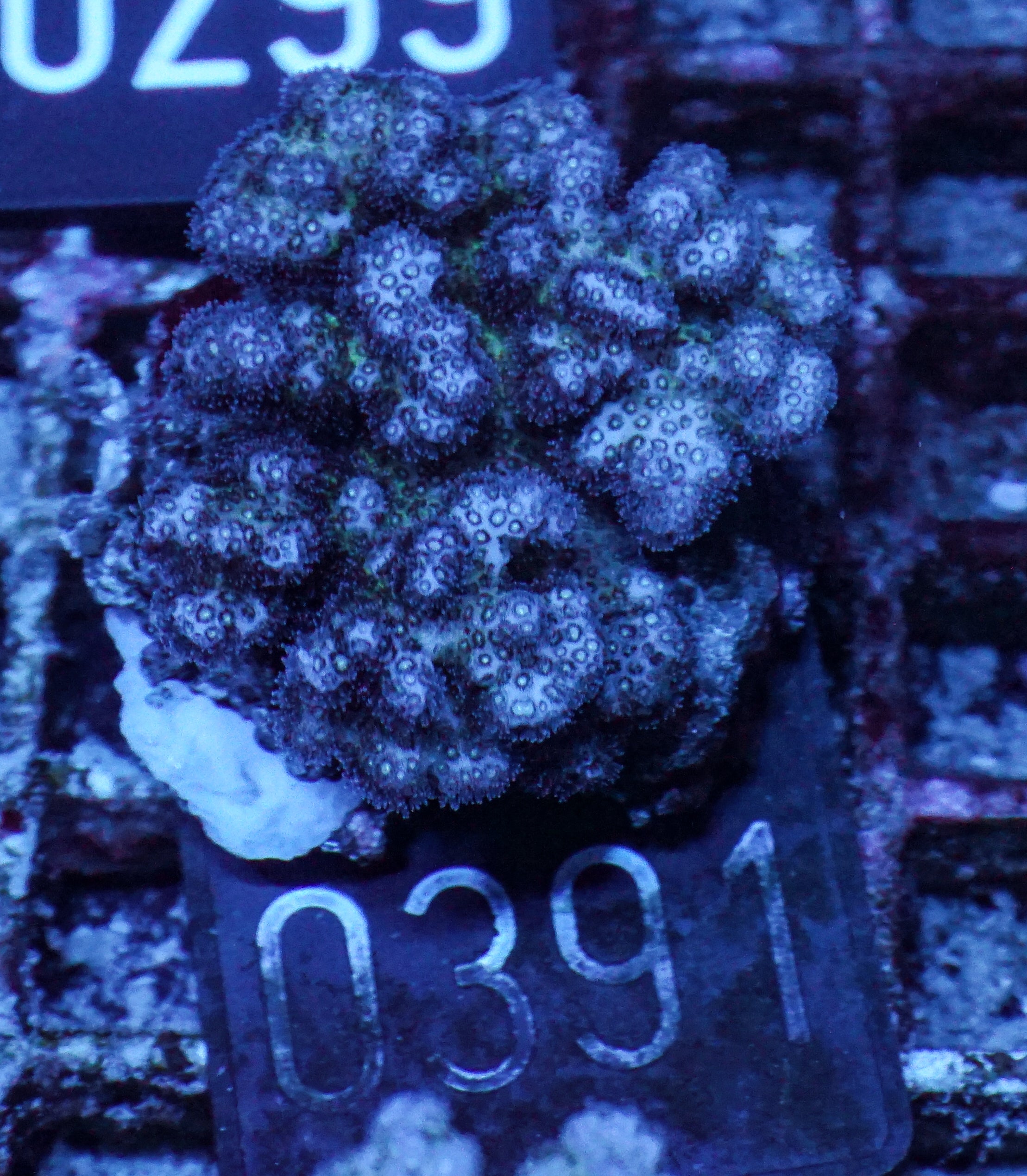 Pocillopora damicornis "pink"