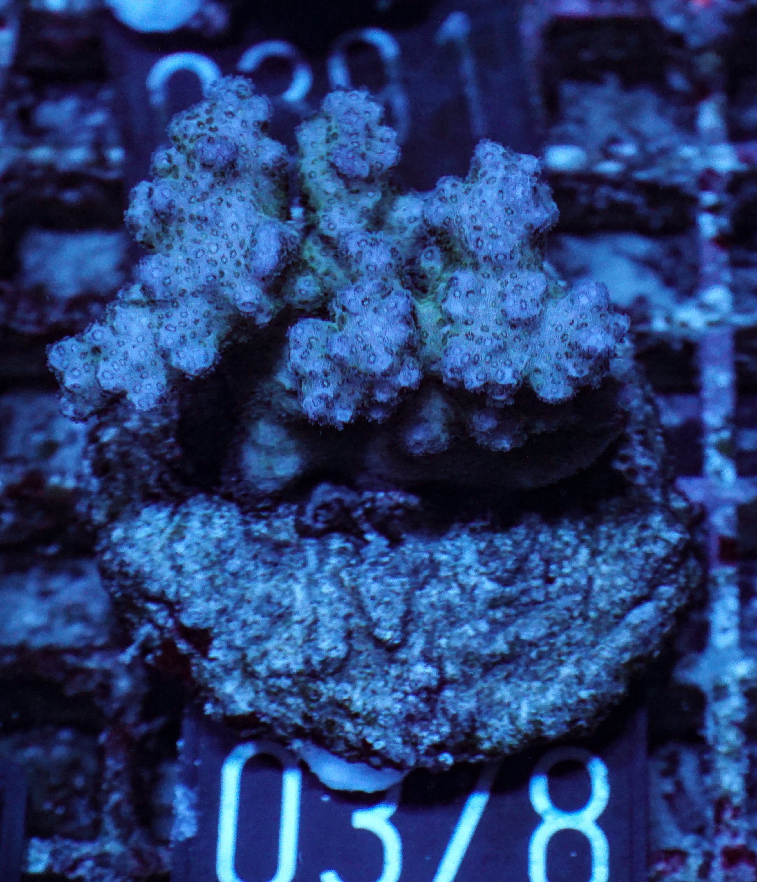 Pocillopora verrucosa "pink"