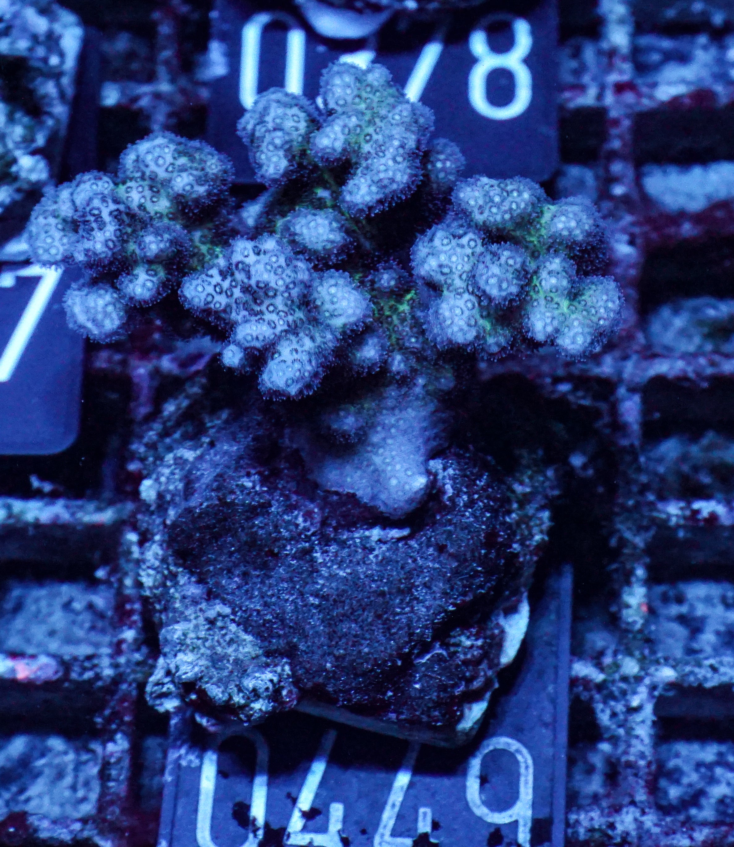 Pocillopora verrucosa "pink"