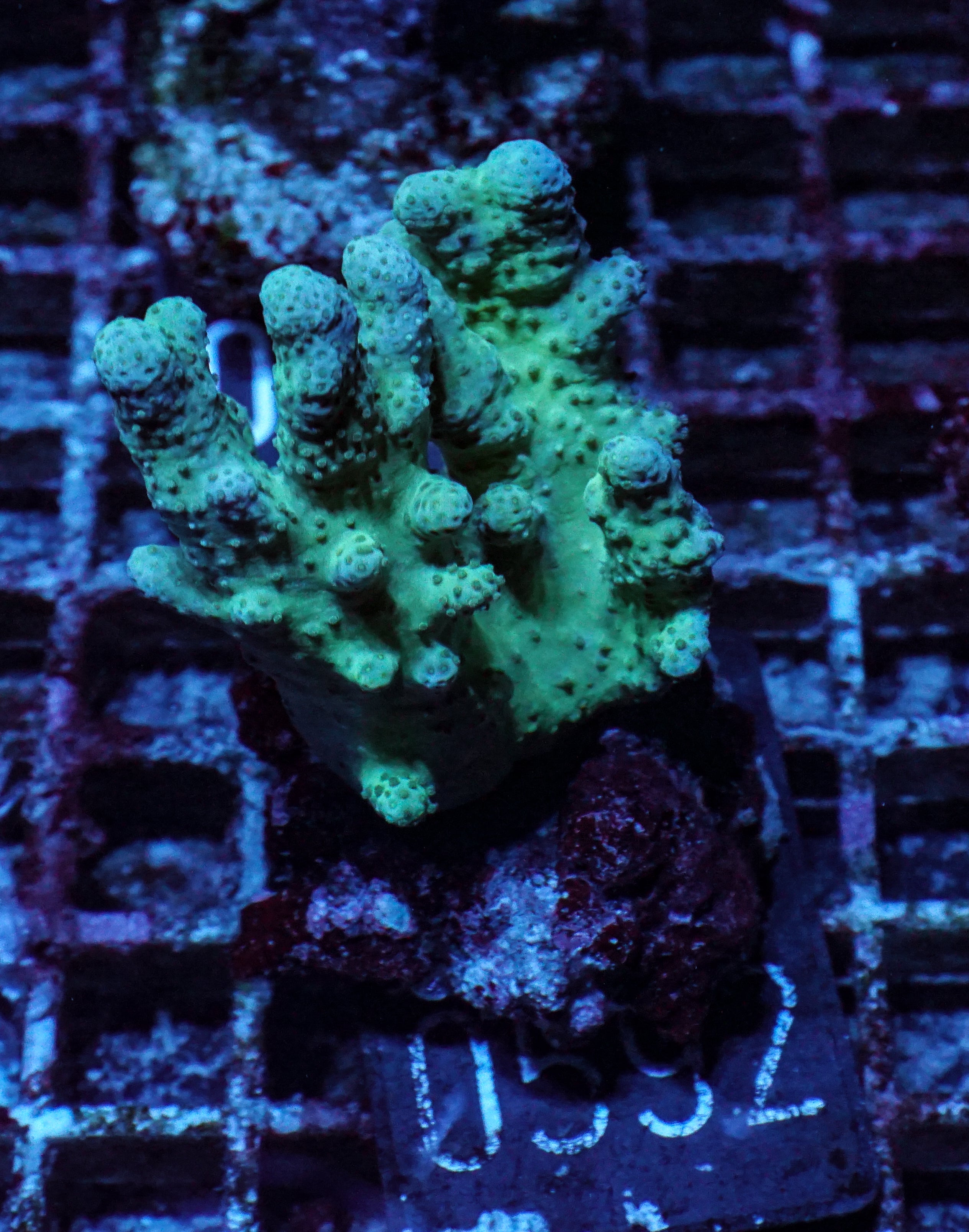 Lobophytum sp. „grün“