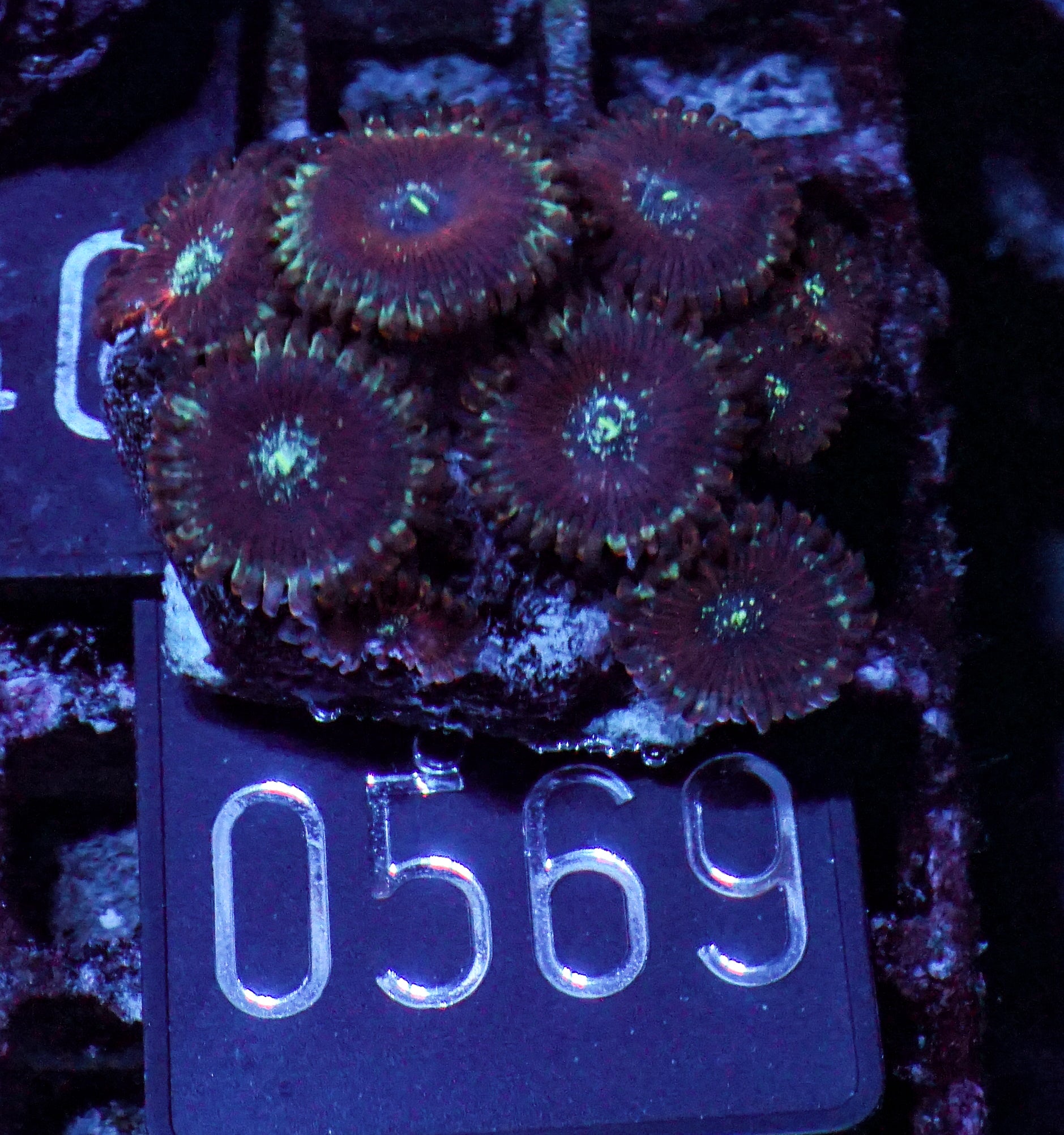 Zoanthus sp.