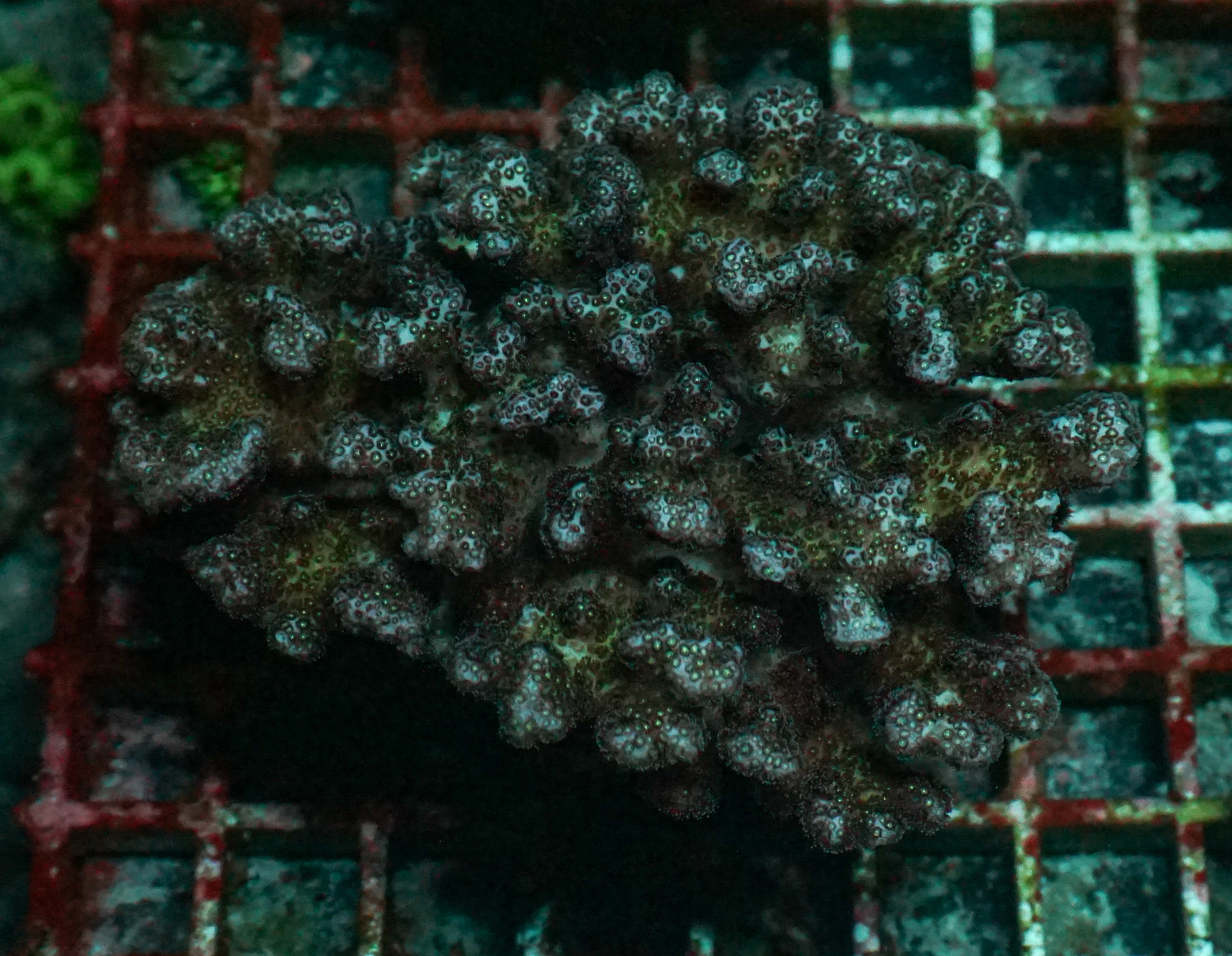 Pocillopora acuta XXL (kein Versand)