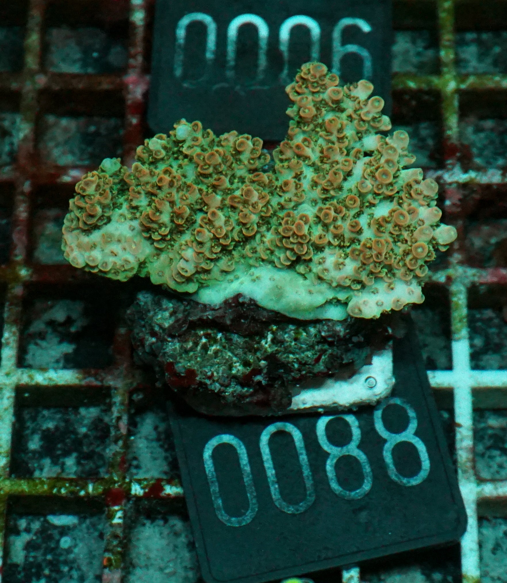 Acropora cytherea „pink tips“
