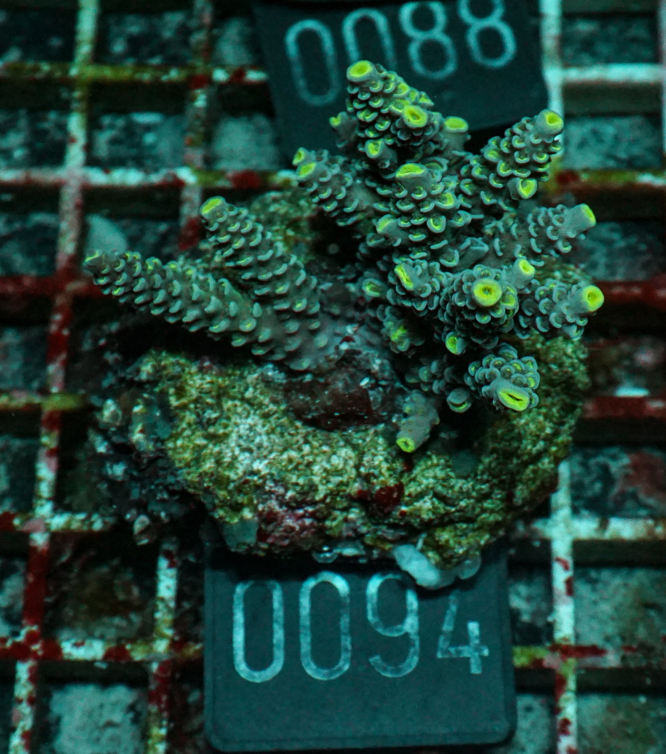Acropora tenuis „Walt Disney art"