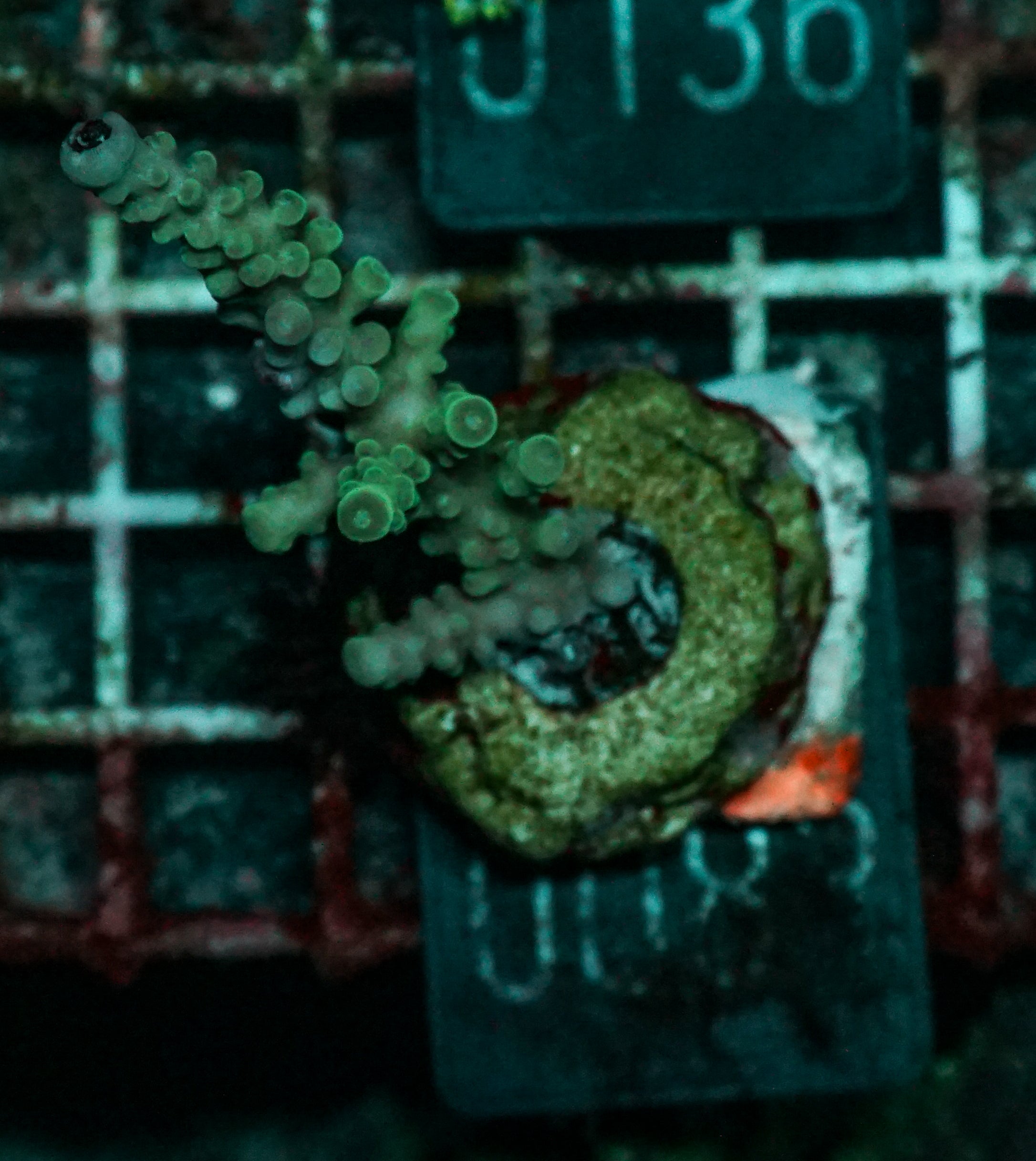 Acropora caduus "hellblau"