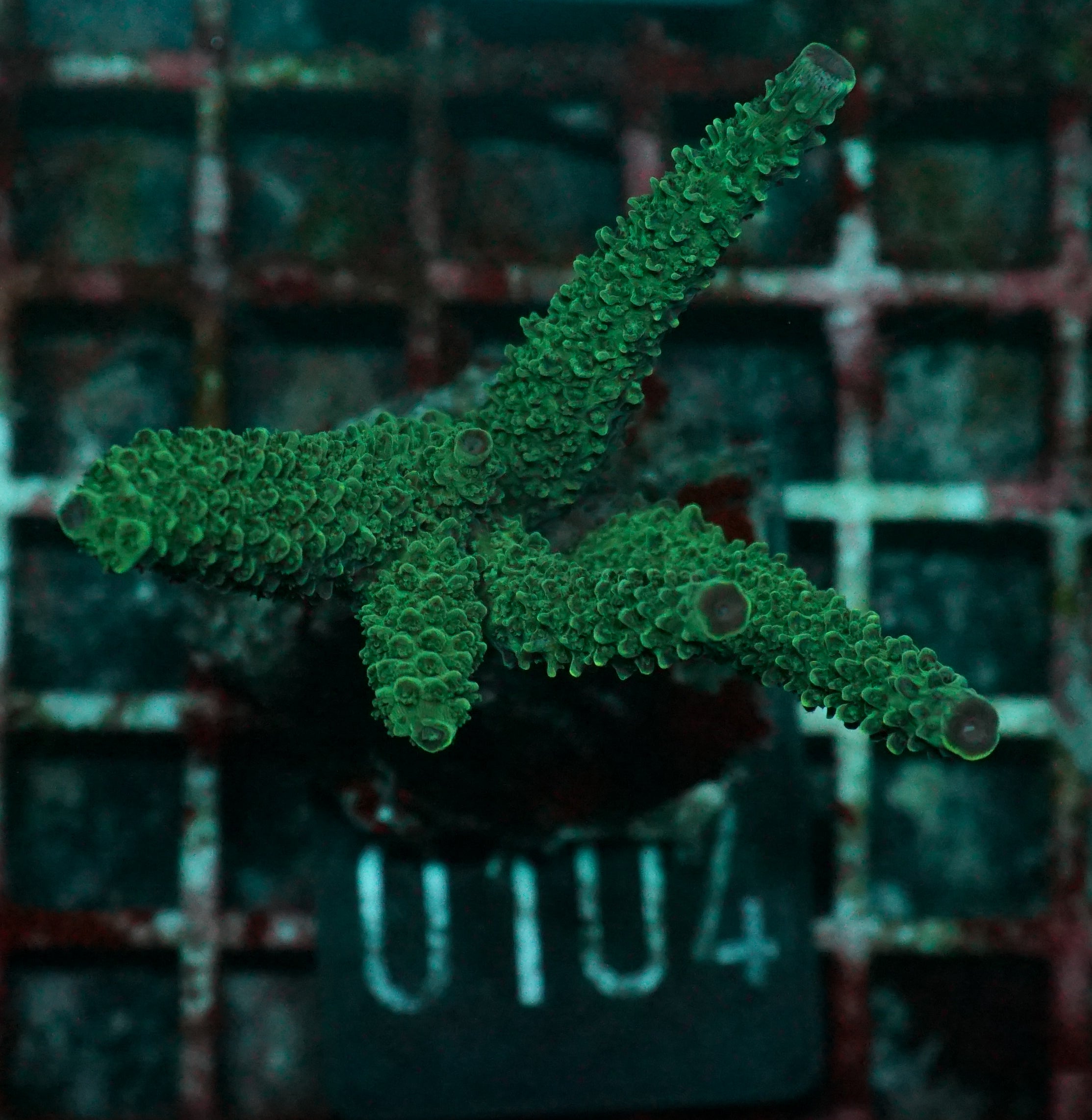 Acropora abrolhosenis „fluffy“