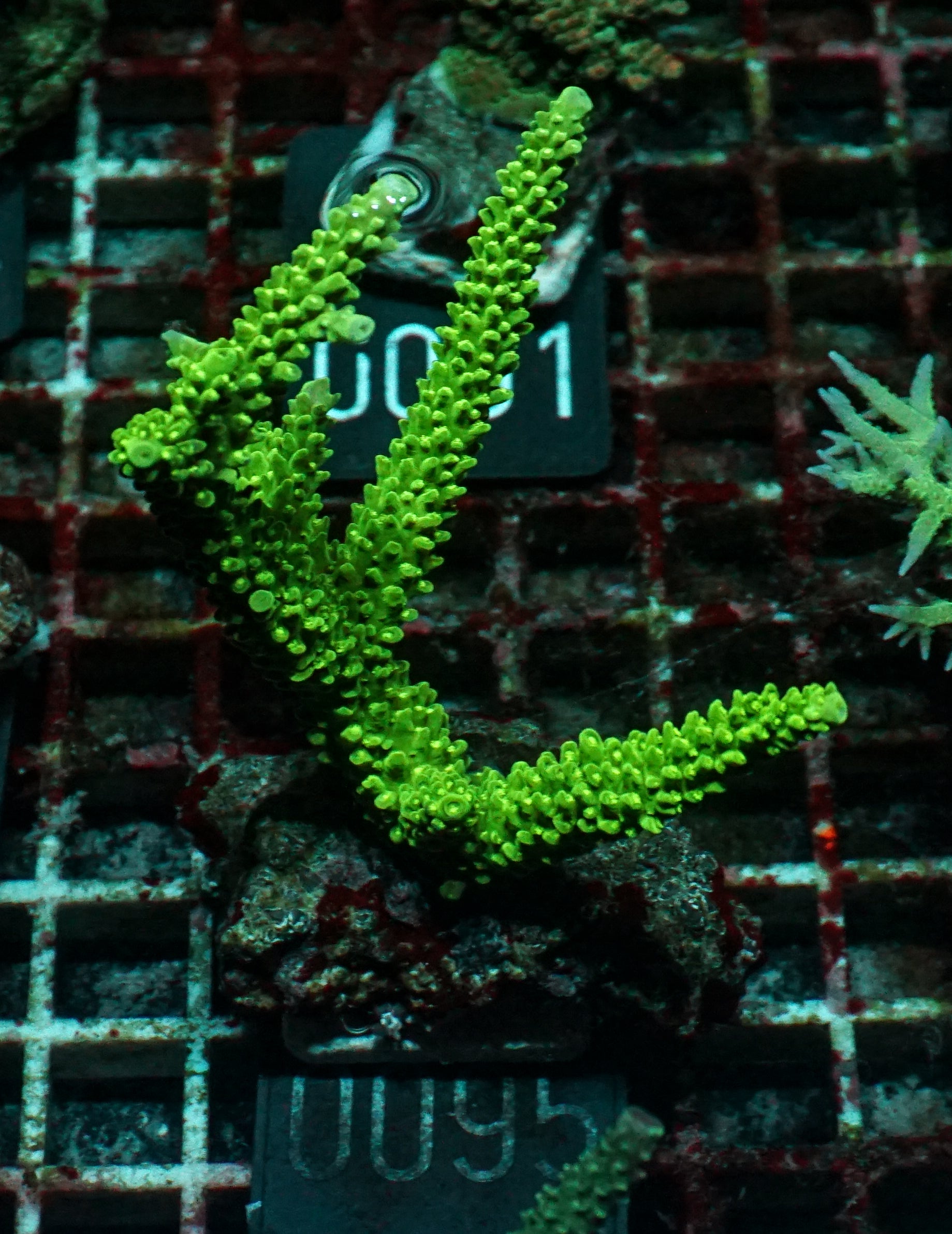 Acropora tumida "Enzmann"