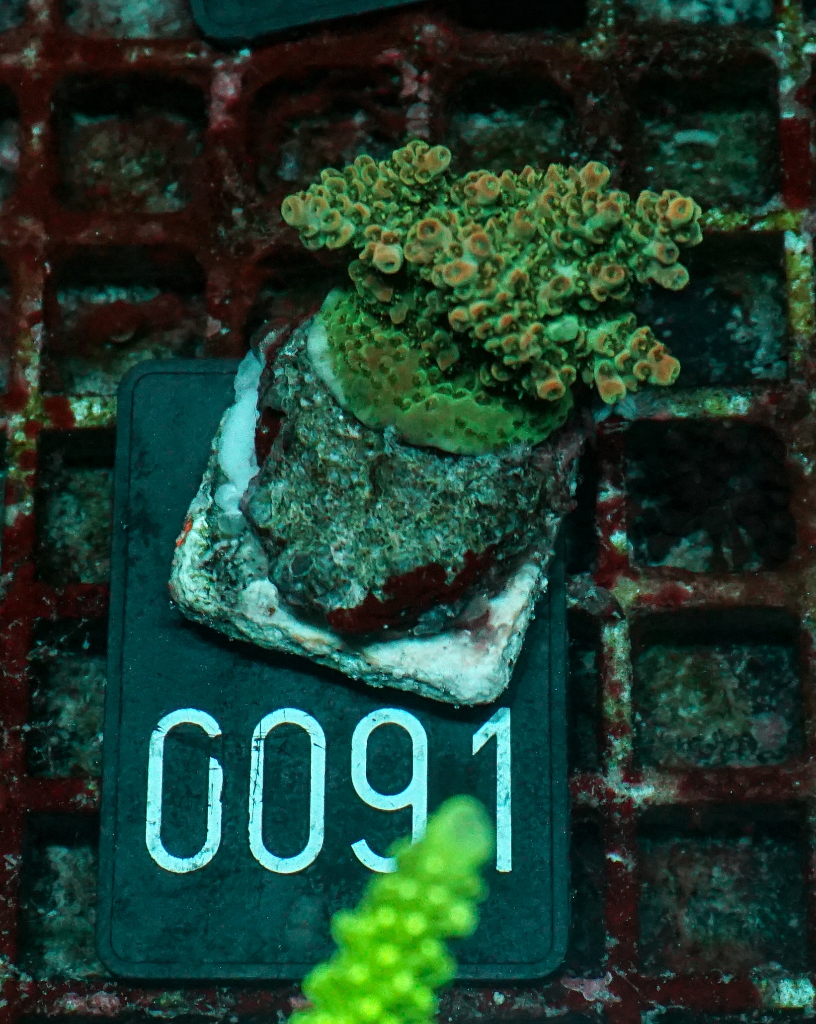 Acropora cytherea „pink tips“