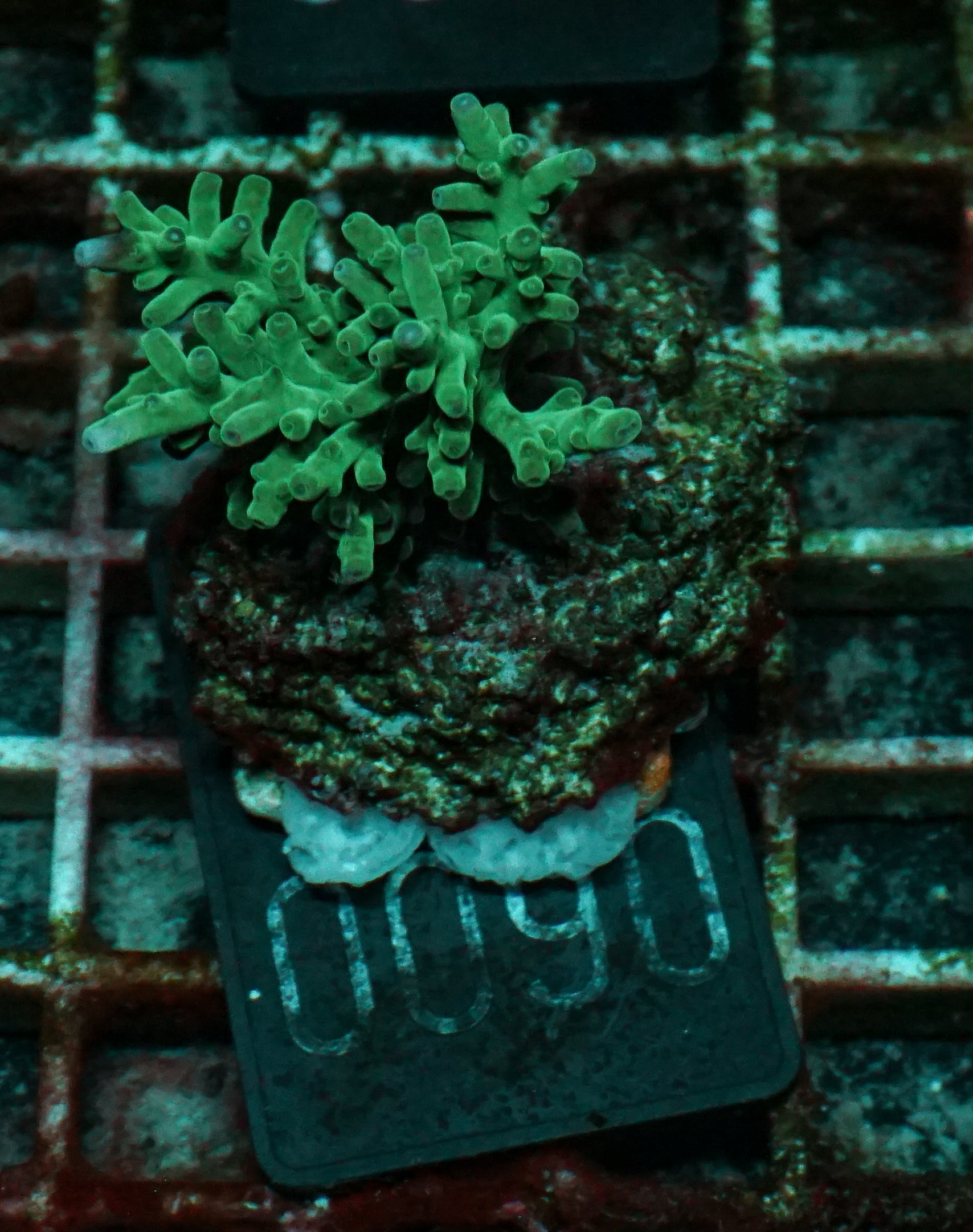 Acropora echinata