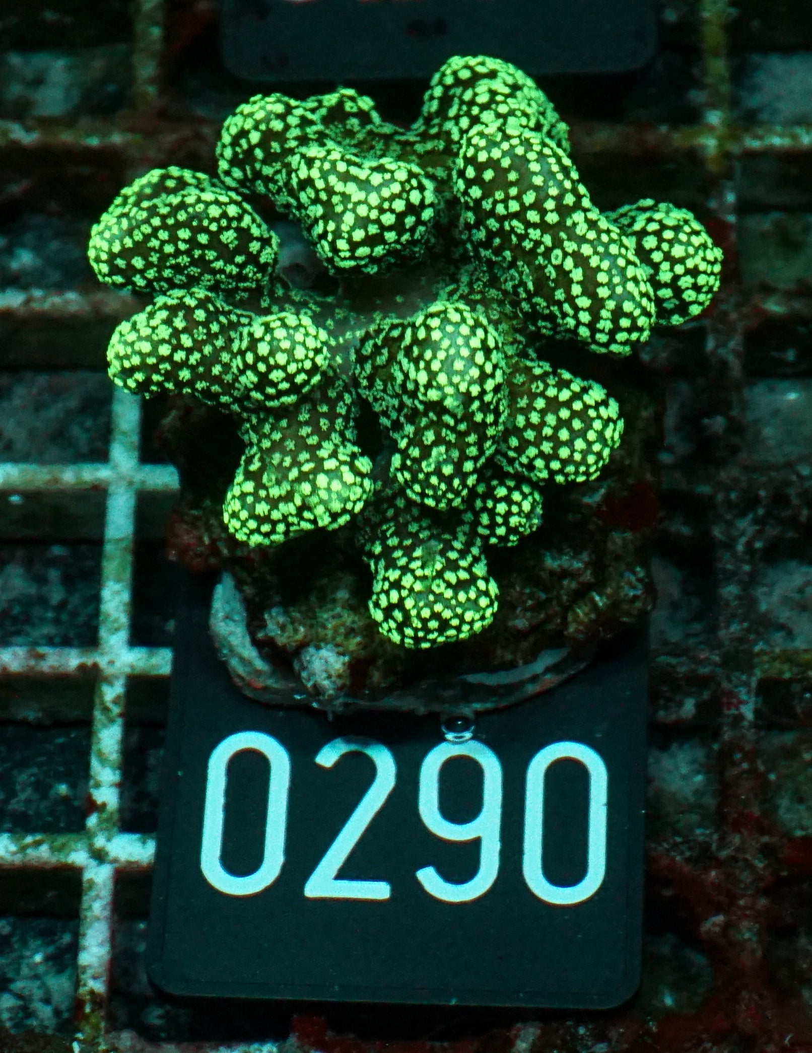 Stylophora pistillata "green"