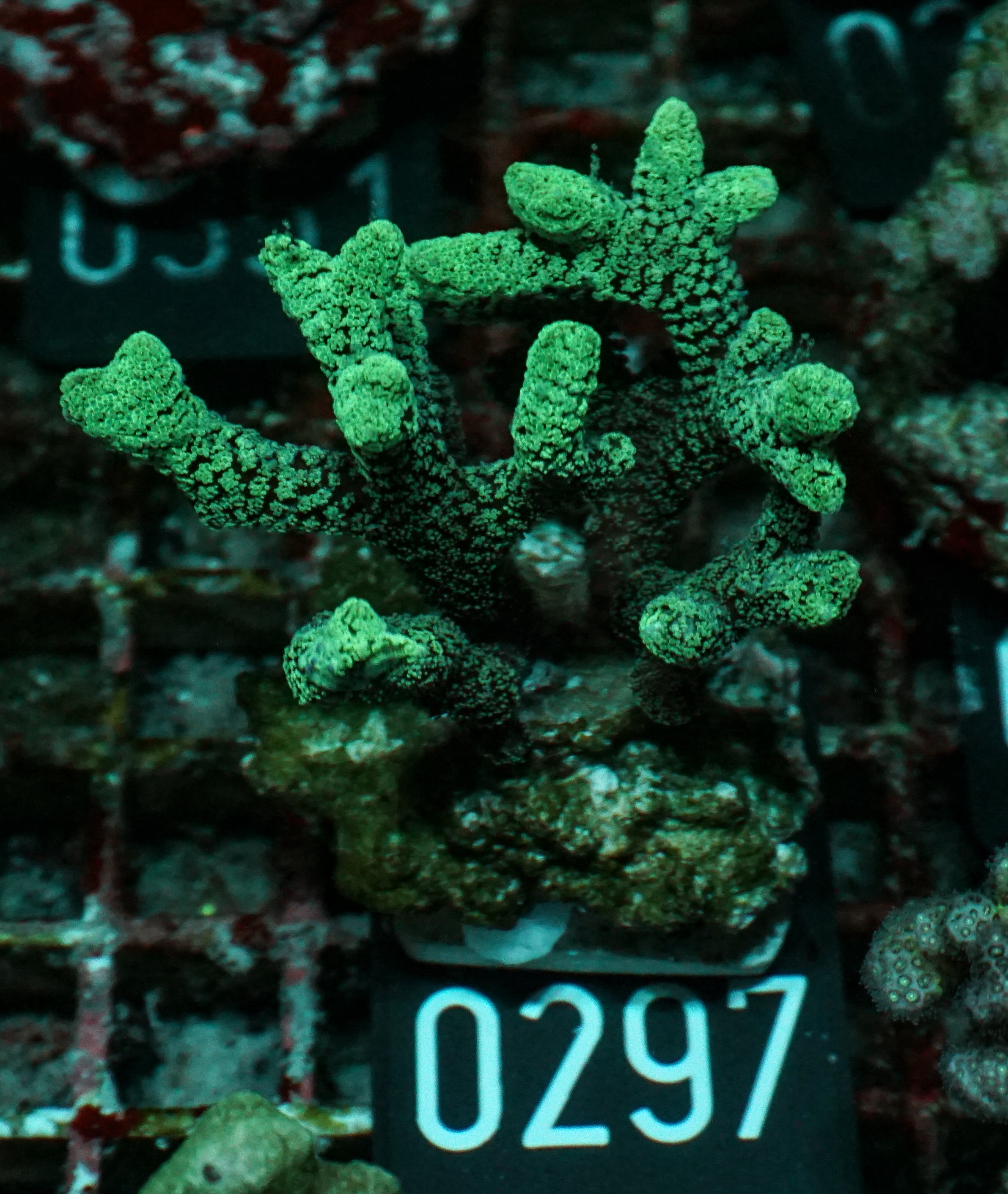 Seriatopora caliendrum "mint"