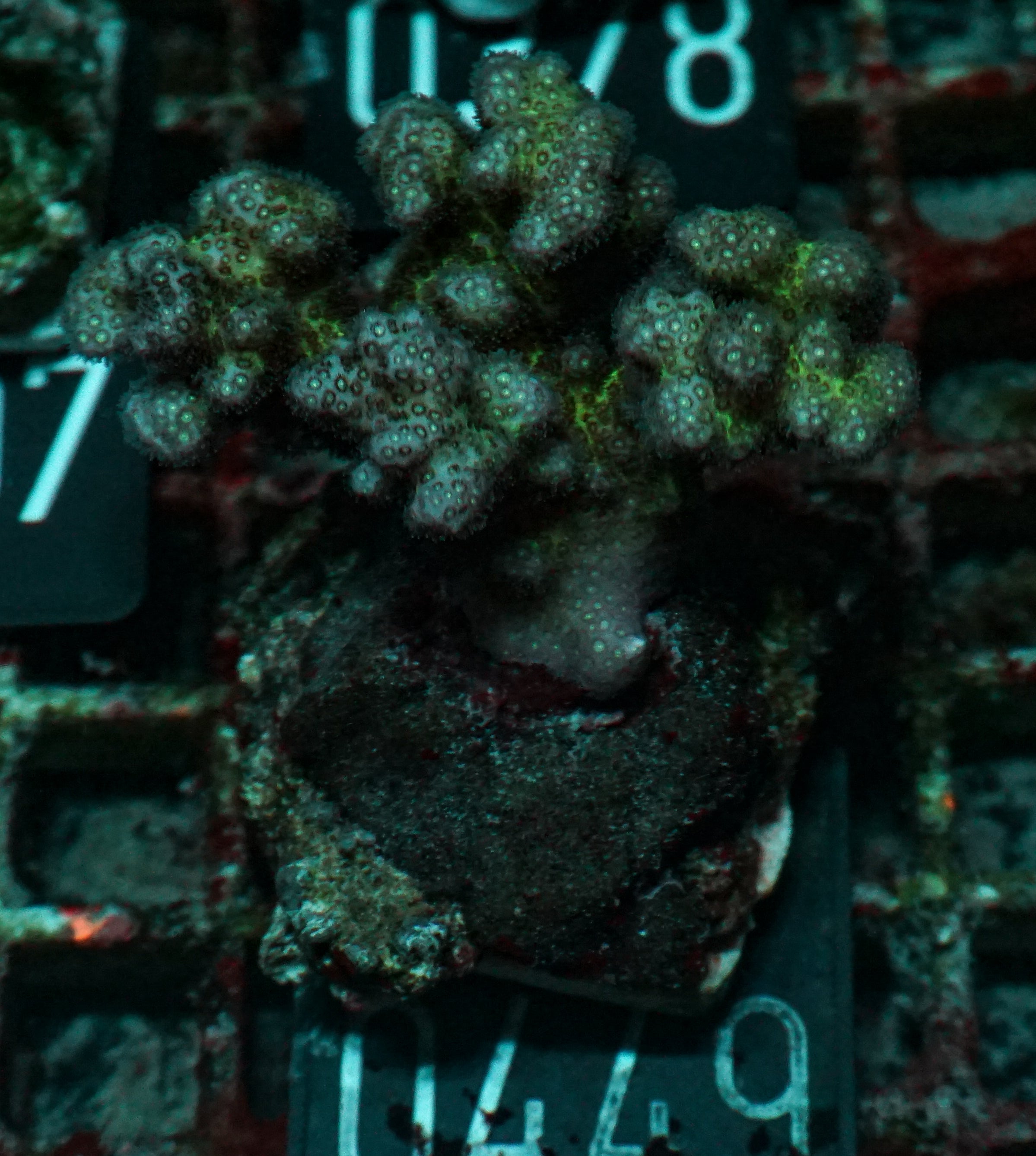 Pocillopora verrucosa "pink"