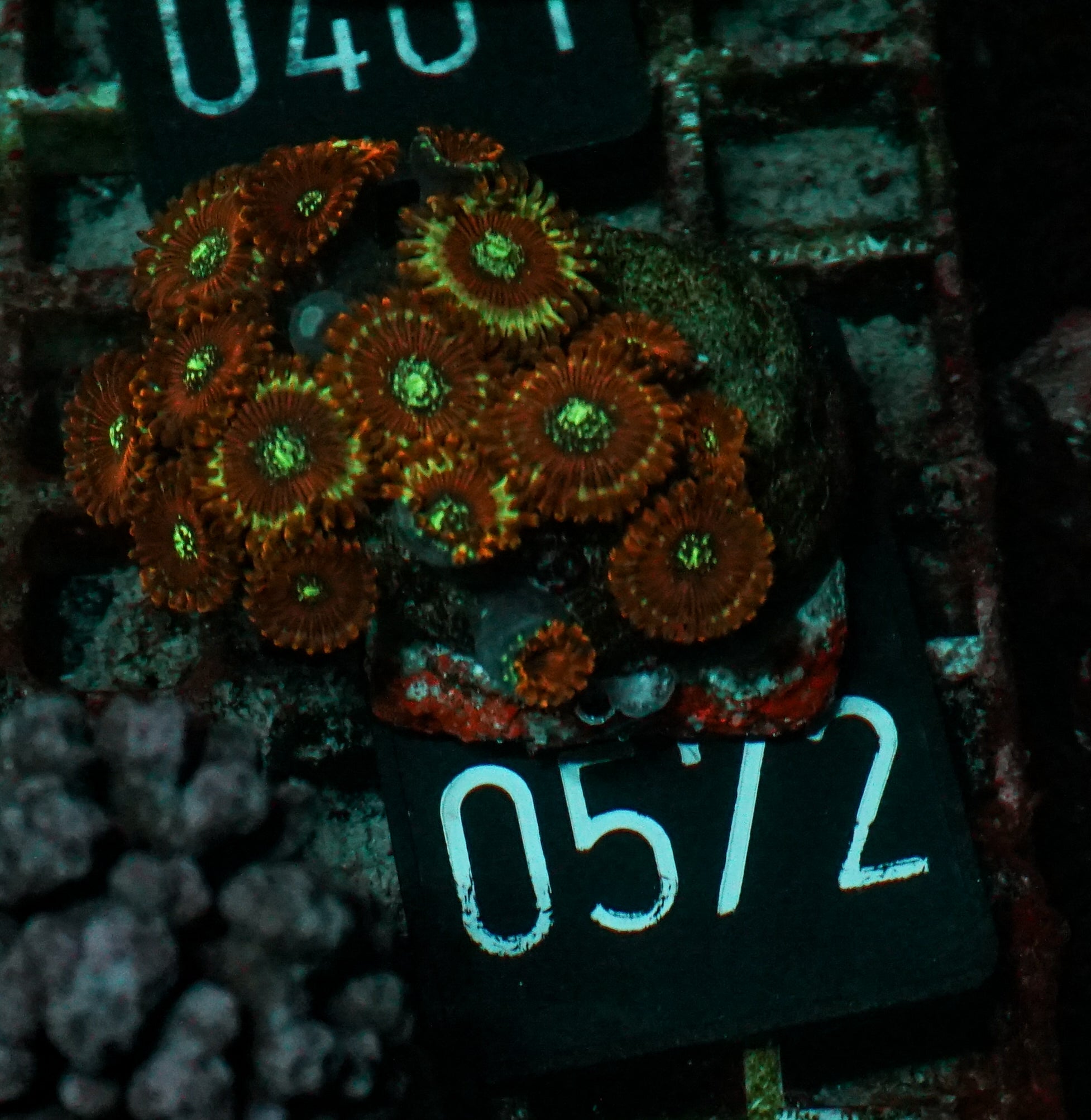 Zoanthus sp.