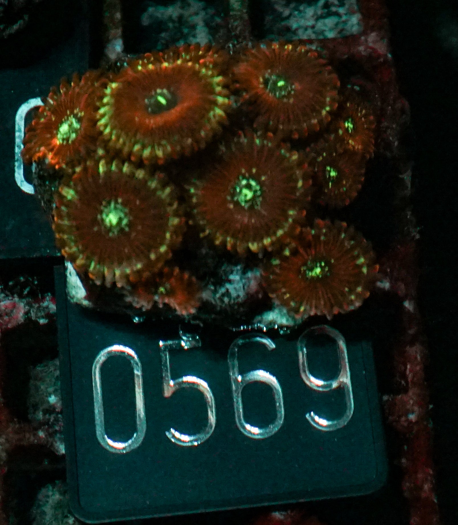 Zoanthus sp.