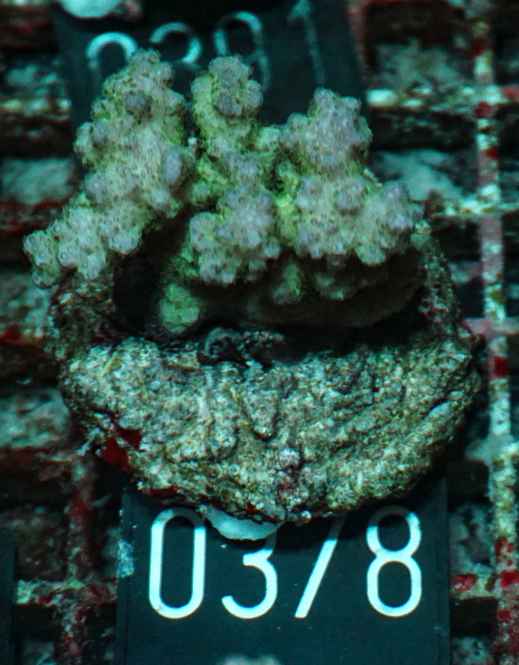 Pocillopora verrucosa "pink"