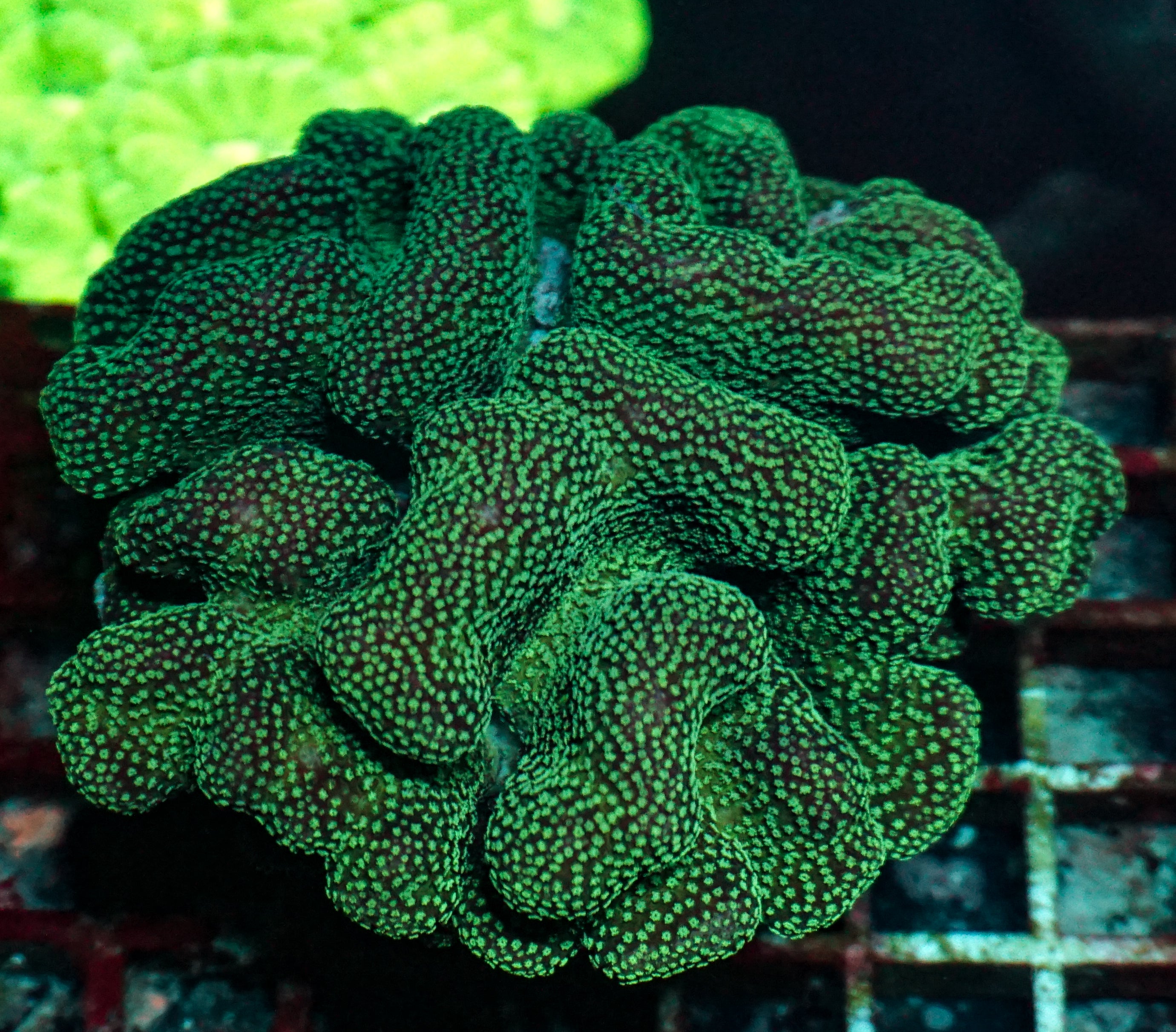Stylophora pistillata "pink" XXL (kein Versand)