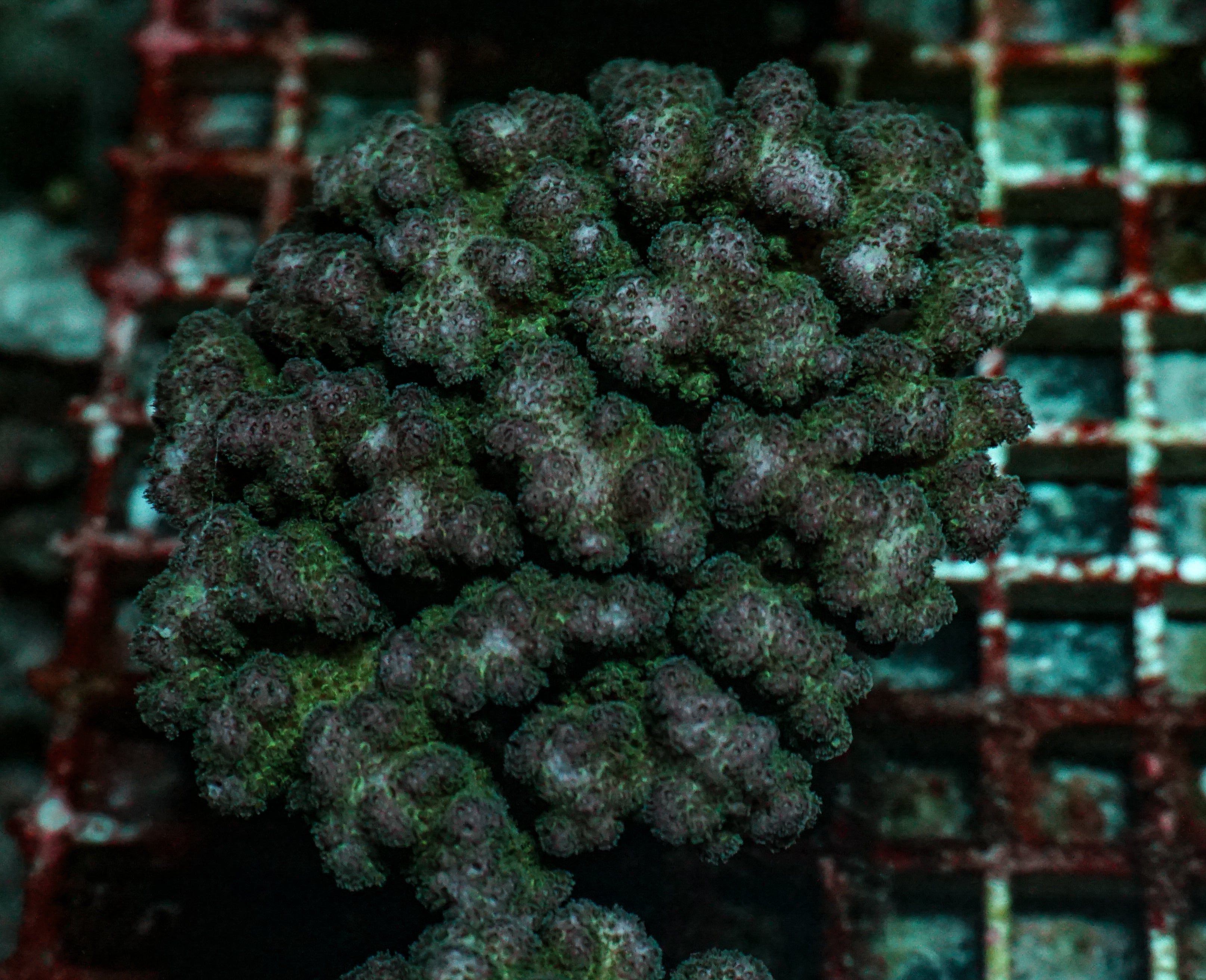 Pocillopora damicornis XXL (kein Versand)