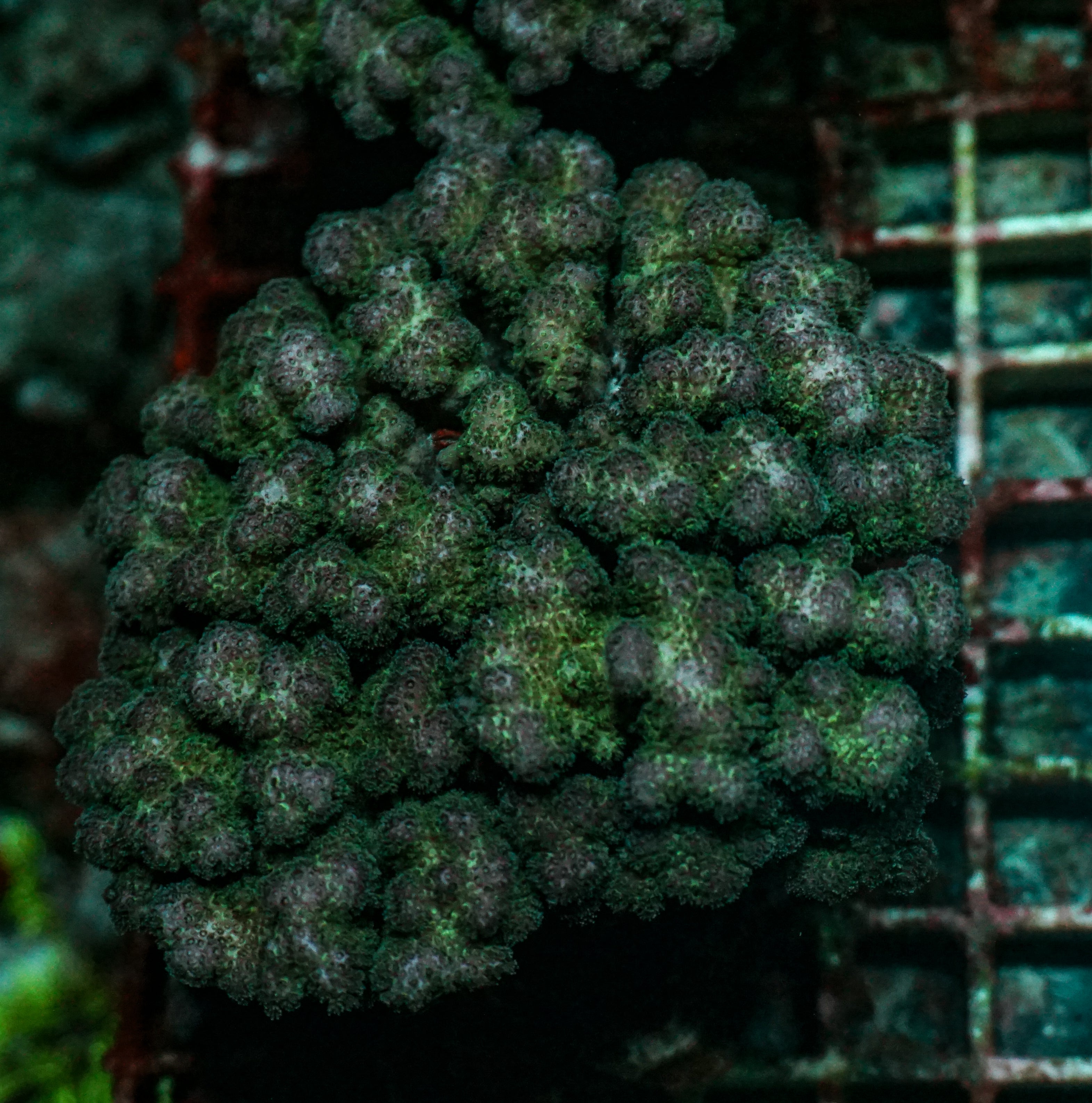 Pocillopora damicornis XXL (kein Versand)