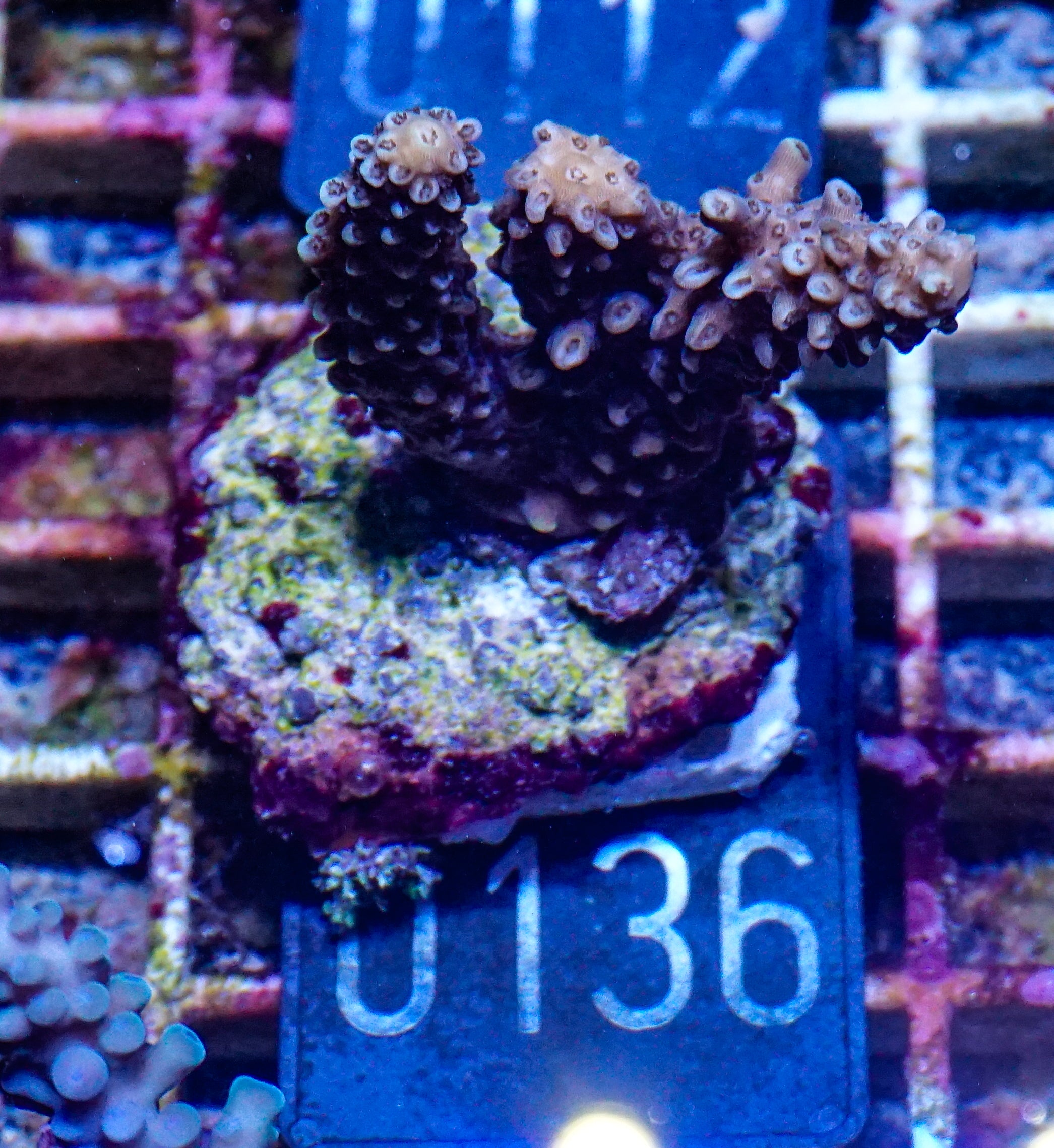 Acropora abrotanoides