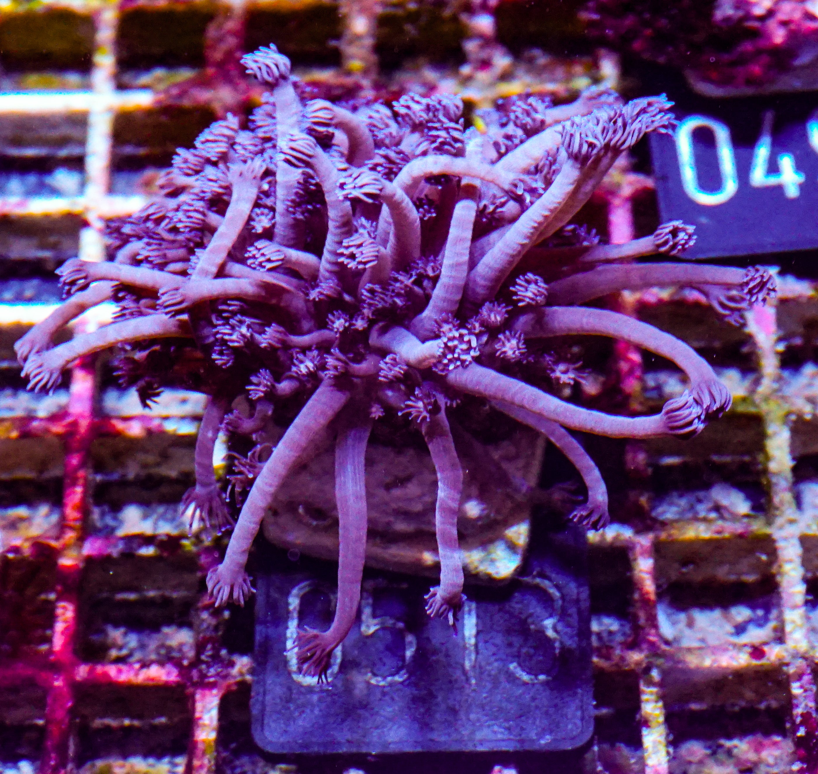 Goniopora lobata "lila"